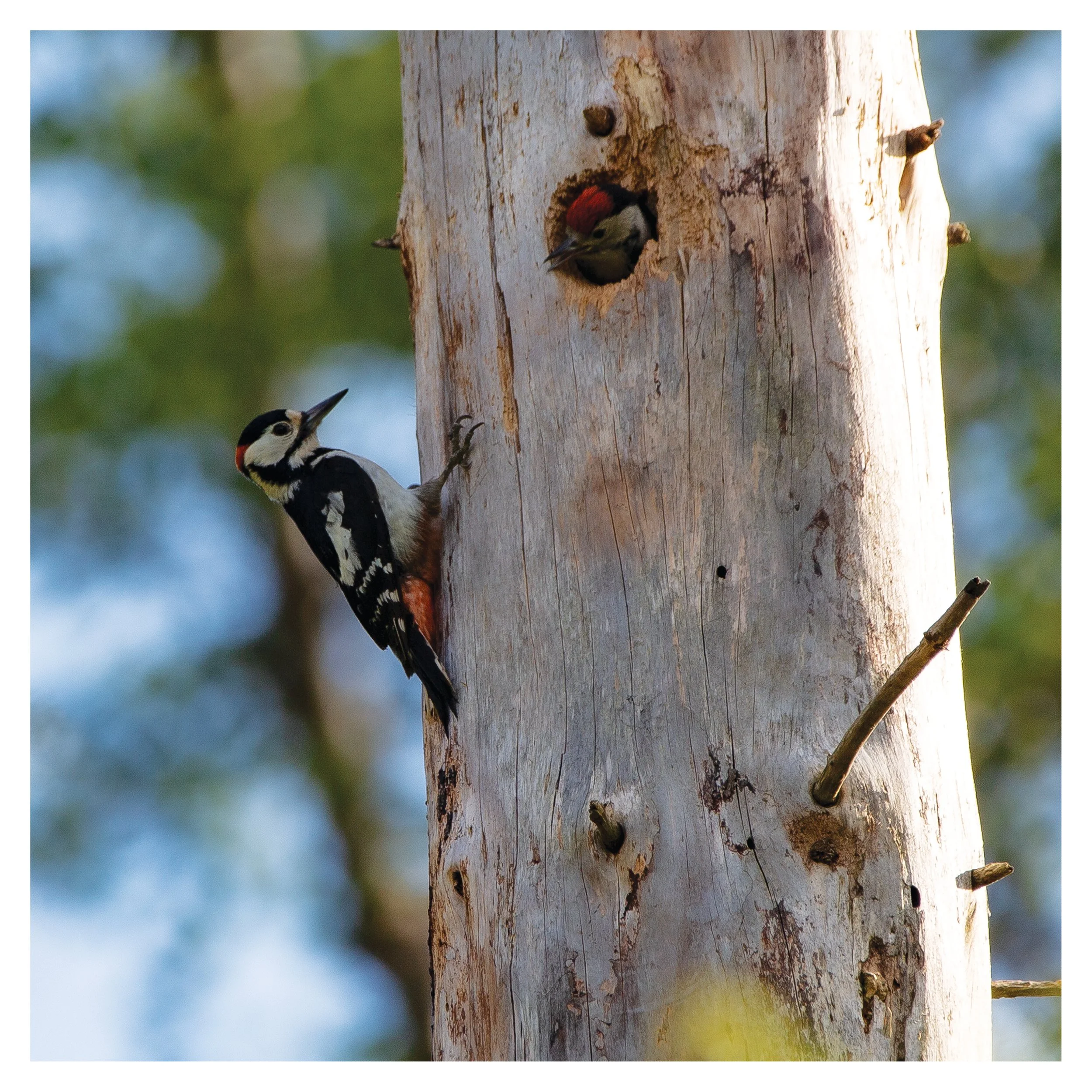 Great Spotted Woodpecker