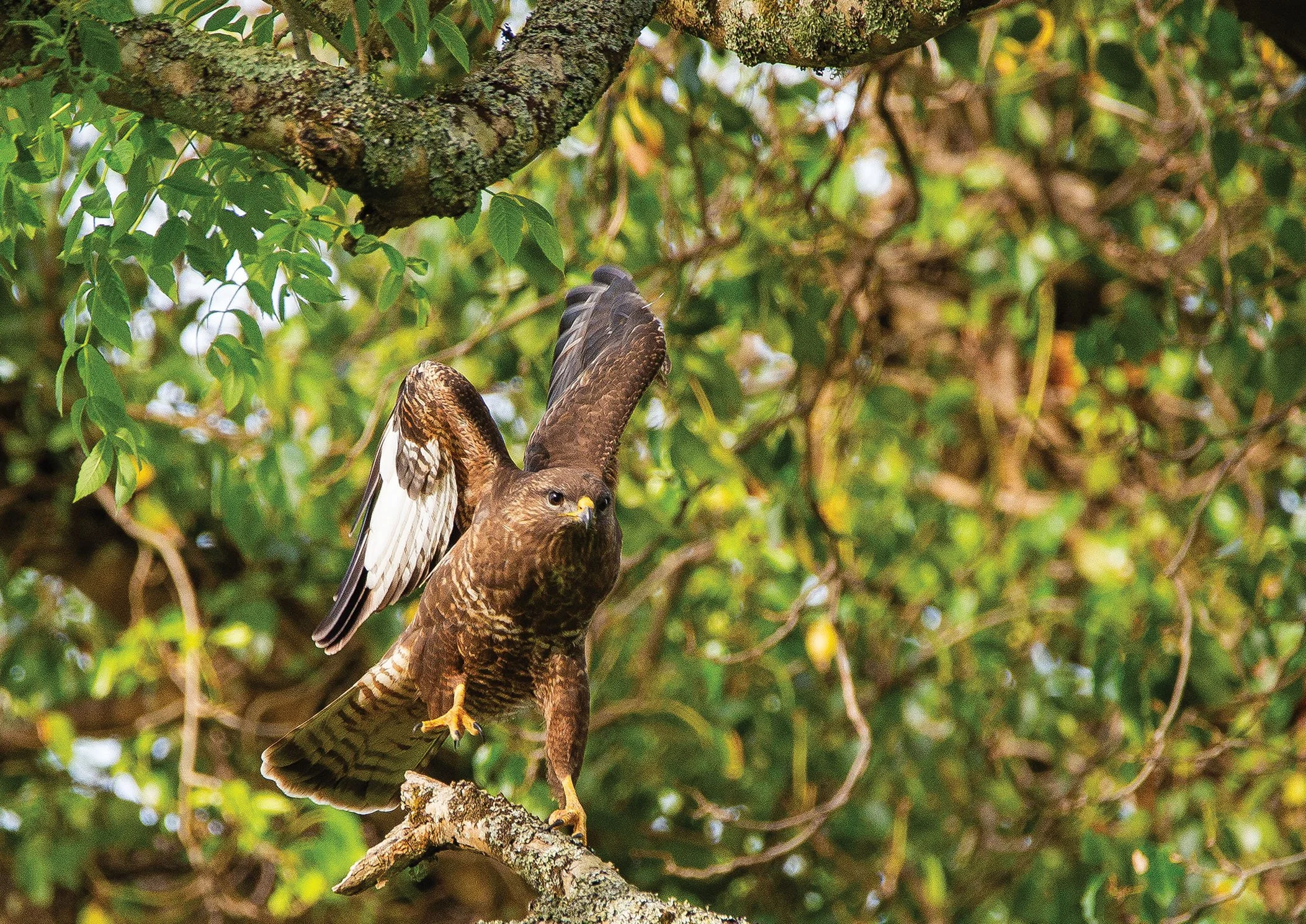 Common Buzzard