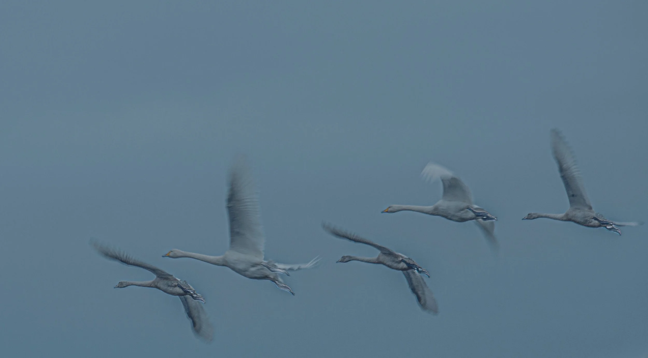 Whopper Swans