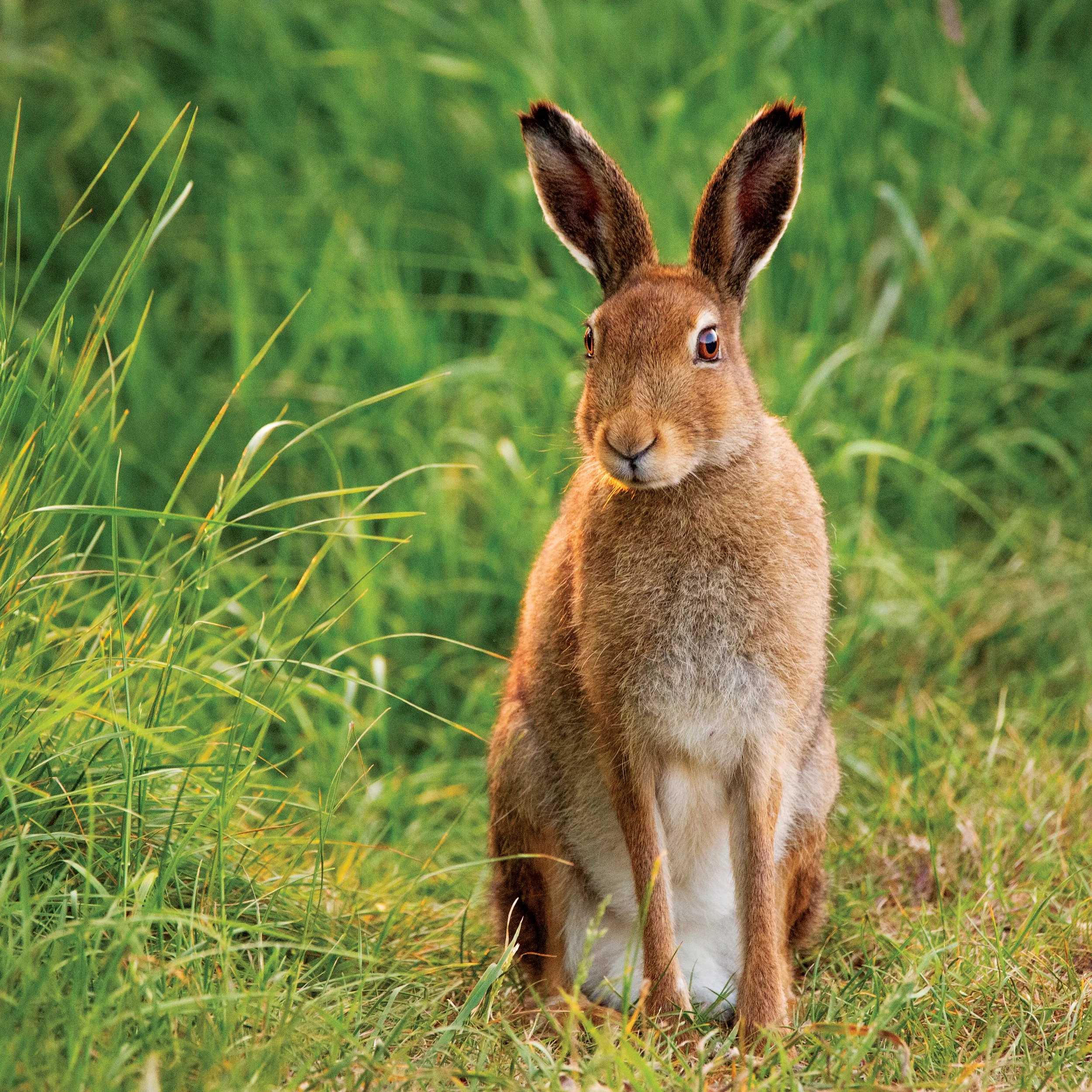 Hare 1.jpg