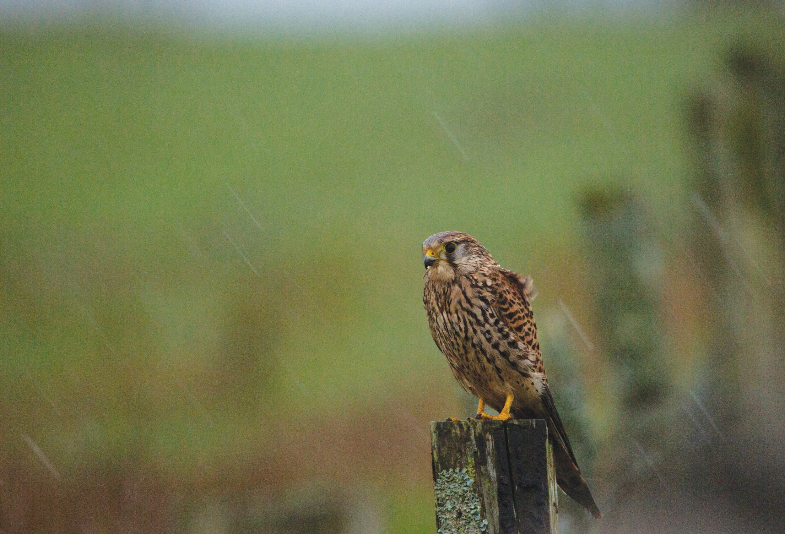 Kestrel Resize.jpg