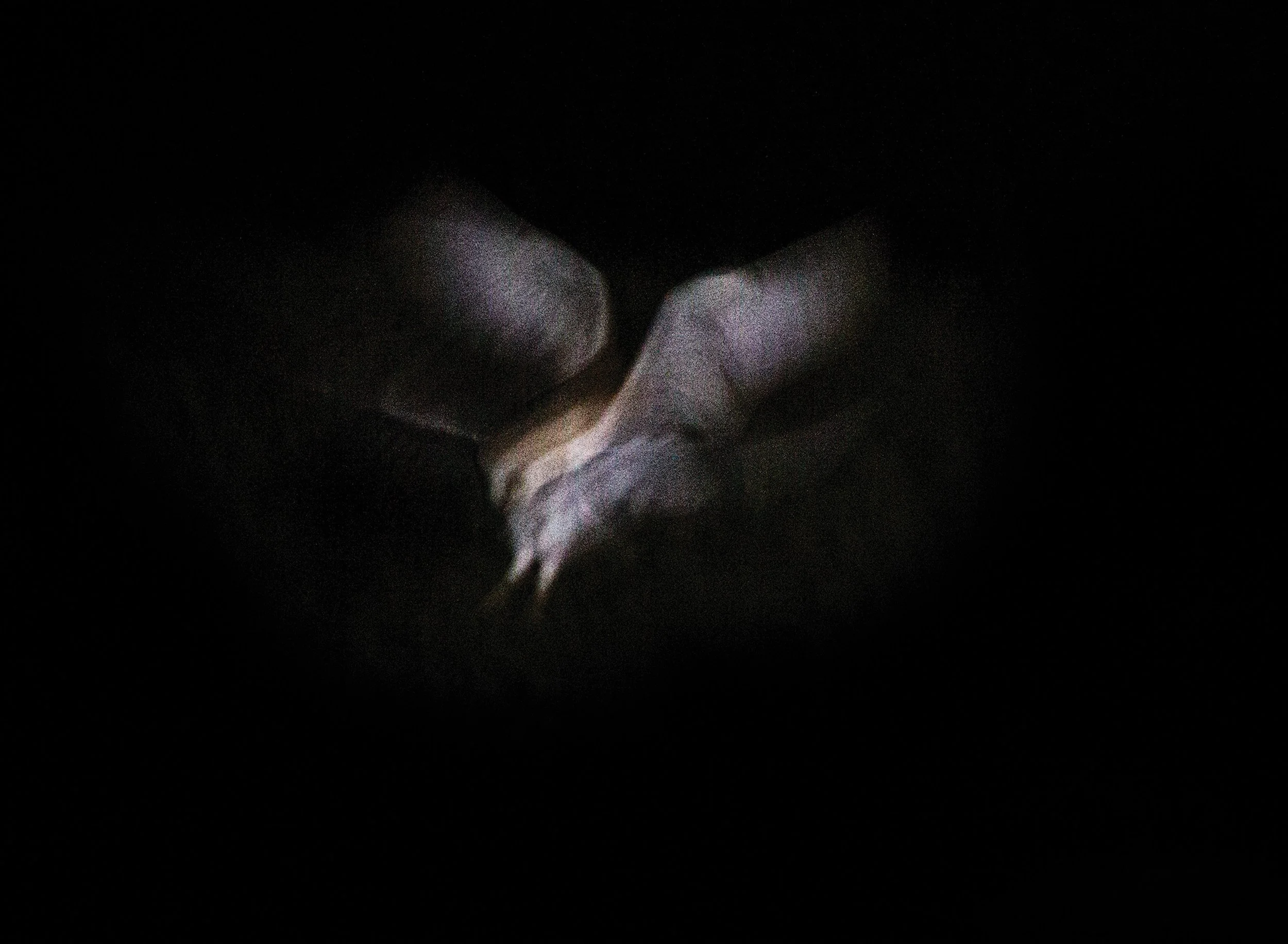 Barn Owl Cork 1.jpg
