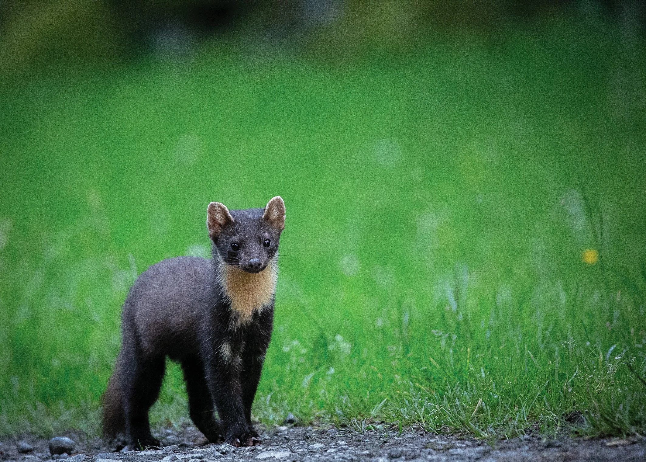 Pine Marten