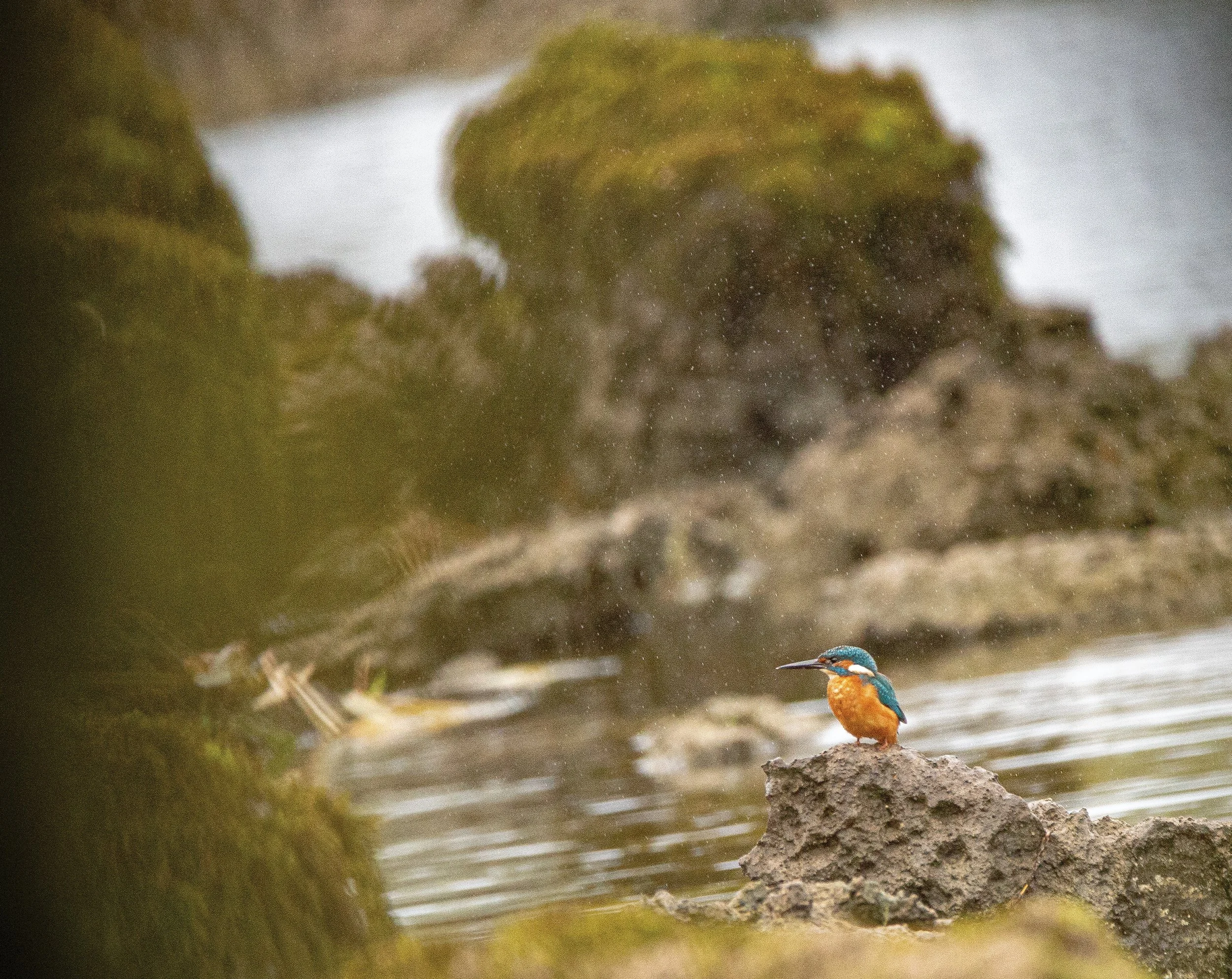 Kingfisher New.jpg