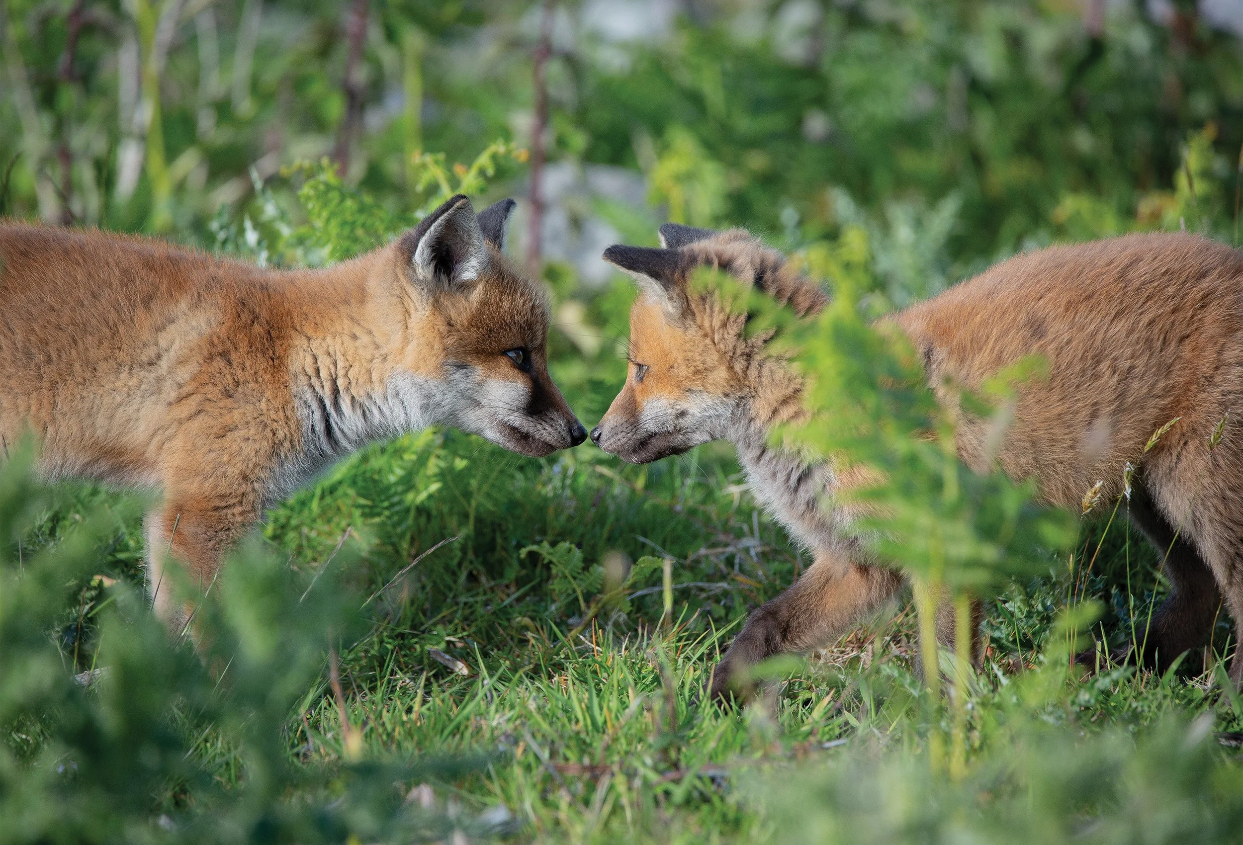 FoxCubs RS.jpg