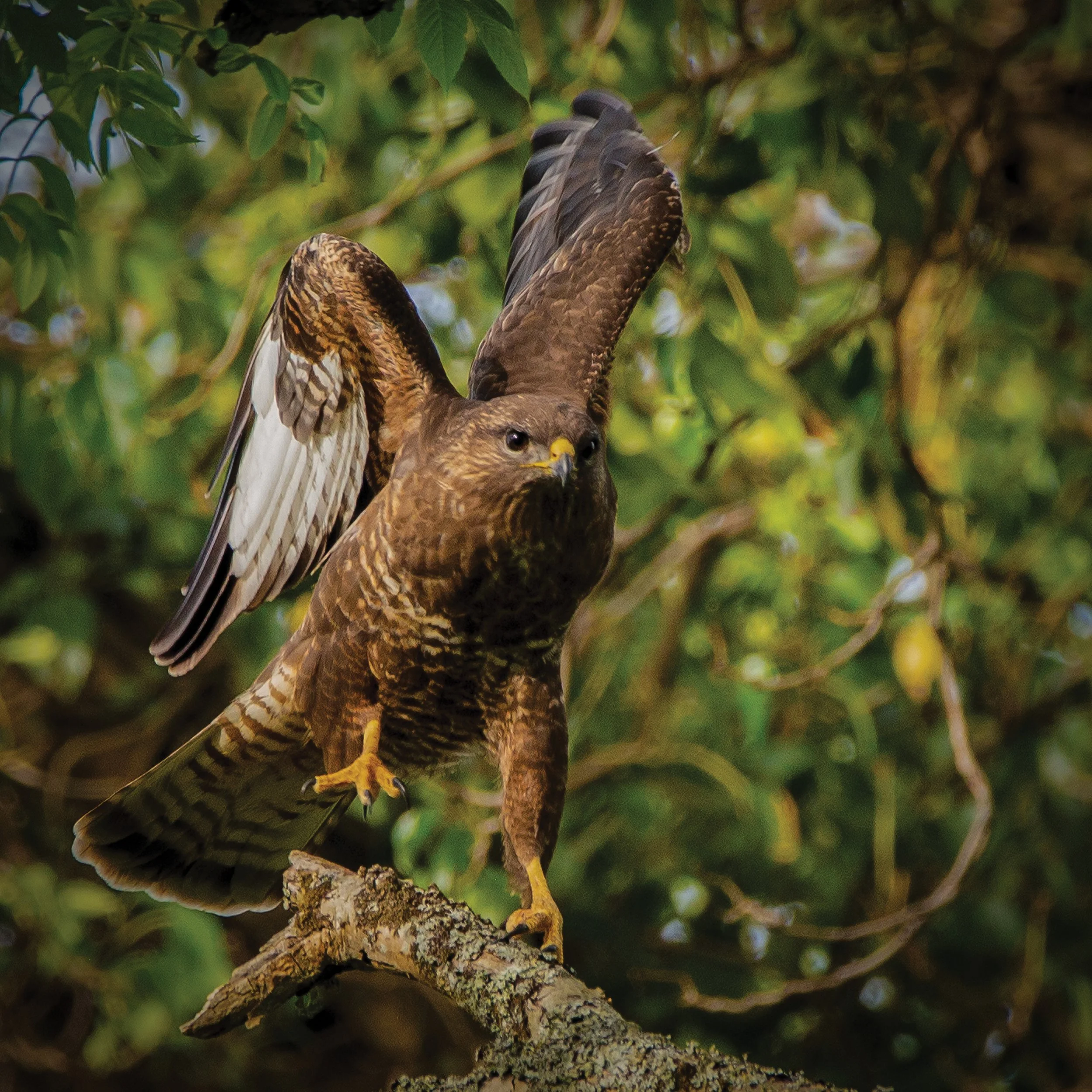 Buzzard G.jpg