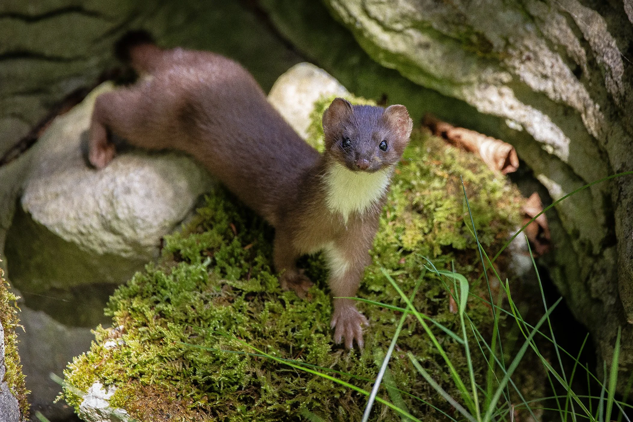 Stoat 1.jpg