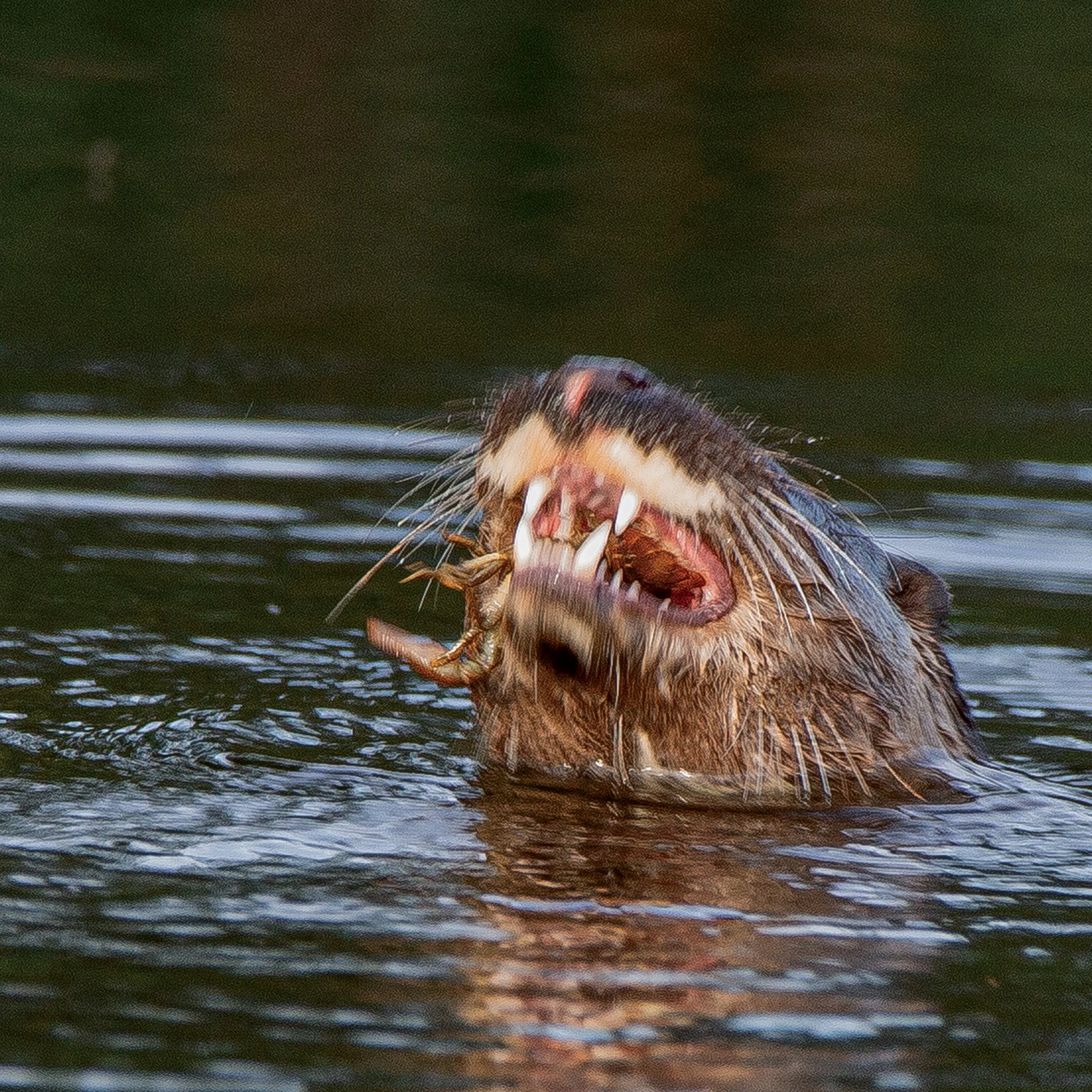 Otter 1.jpg