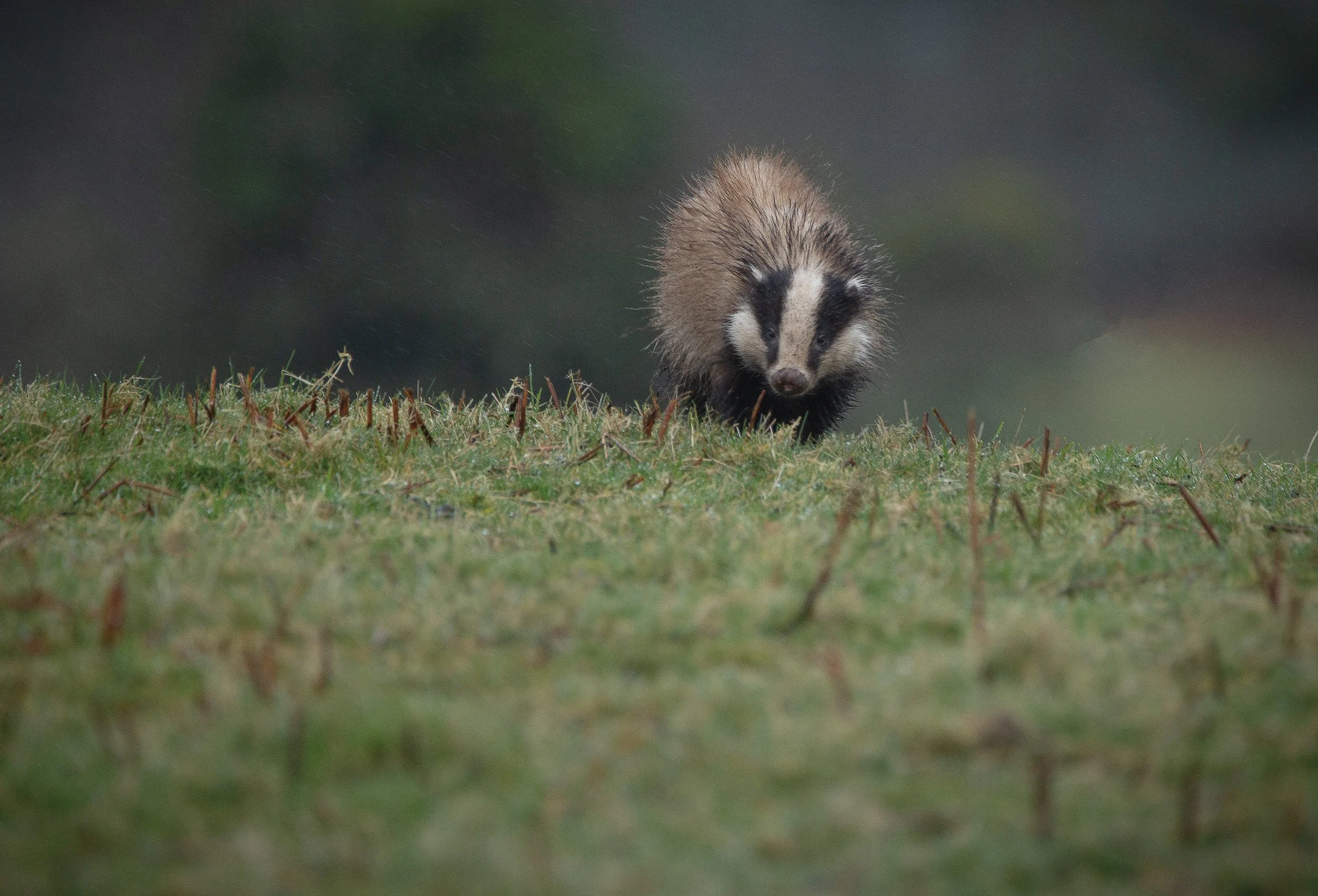 Badger Resize copy.jpg