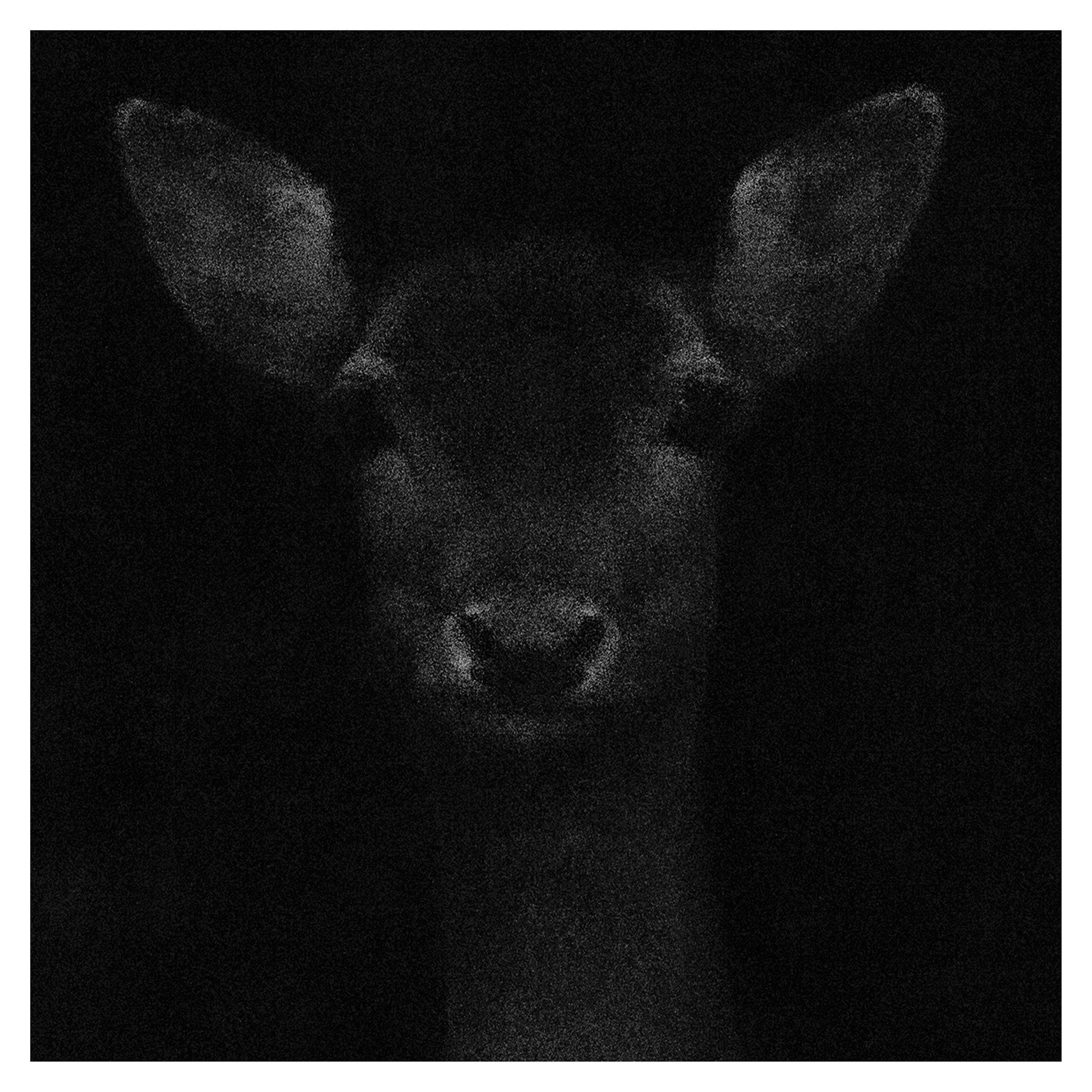 Female Fallow at Night