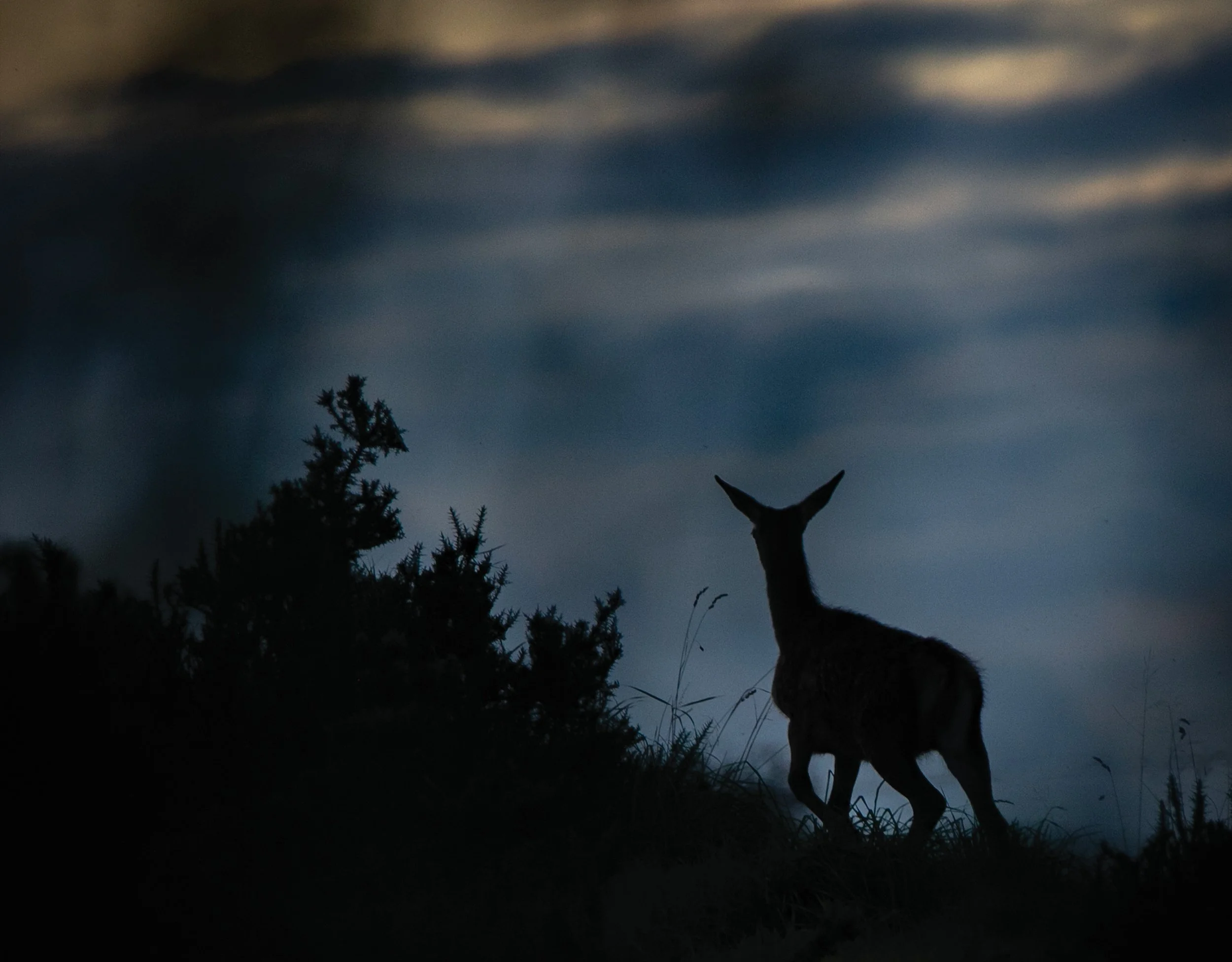 Red Deer Silh.jpg