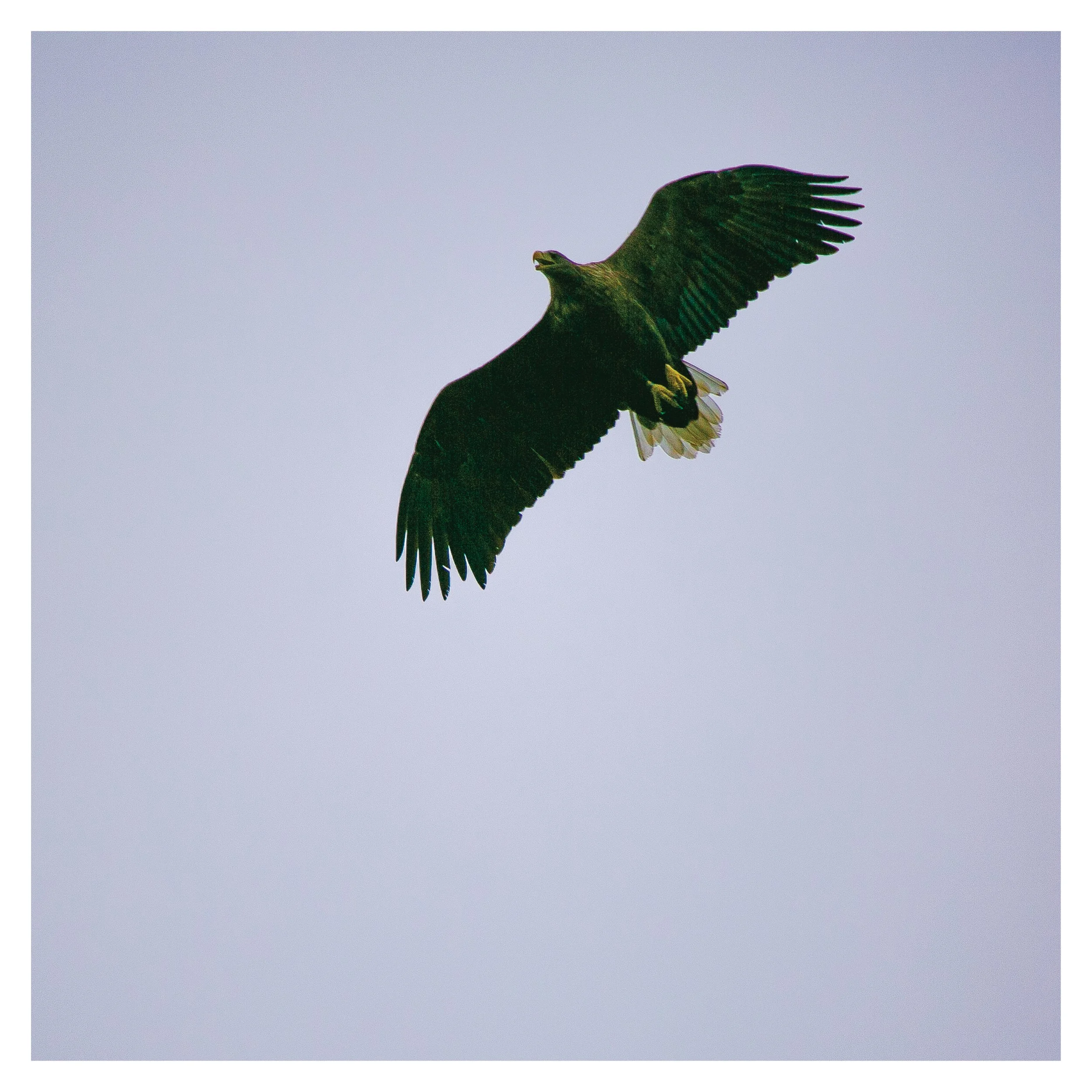 White Tailed Sea Eagle - Adult