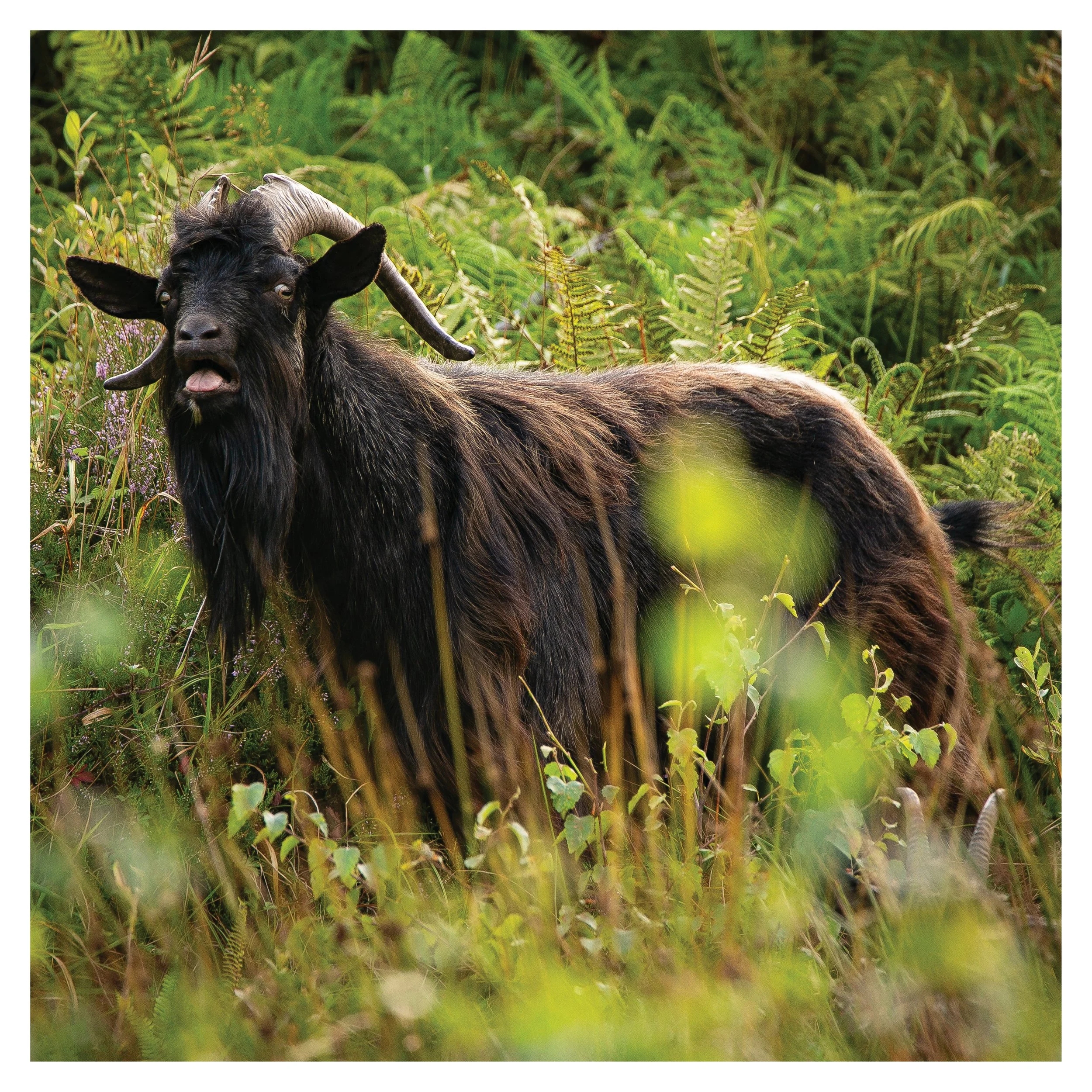 Wild Goat