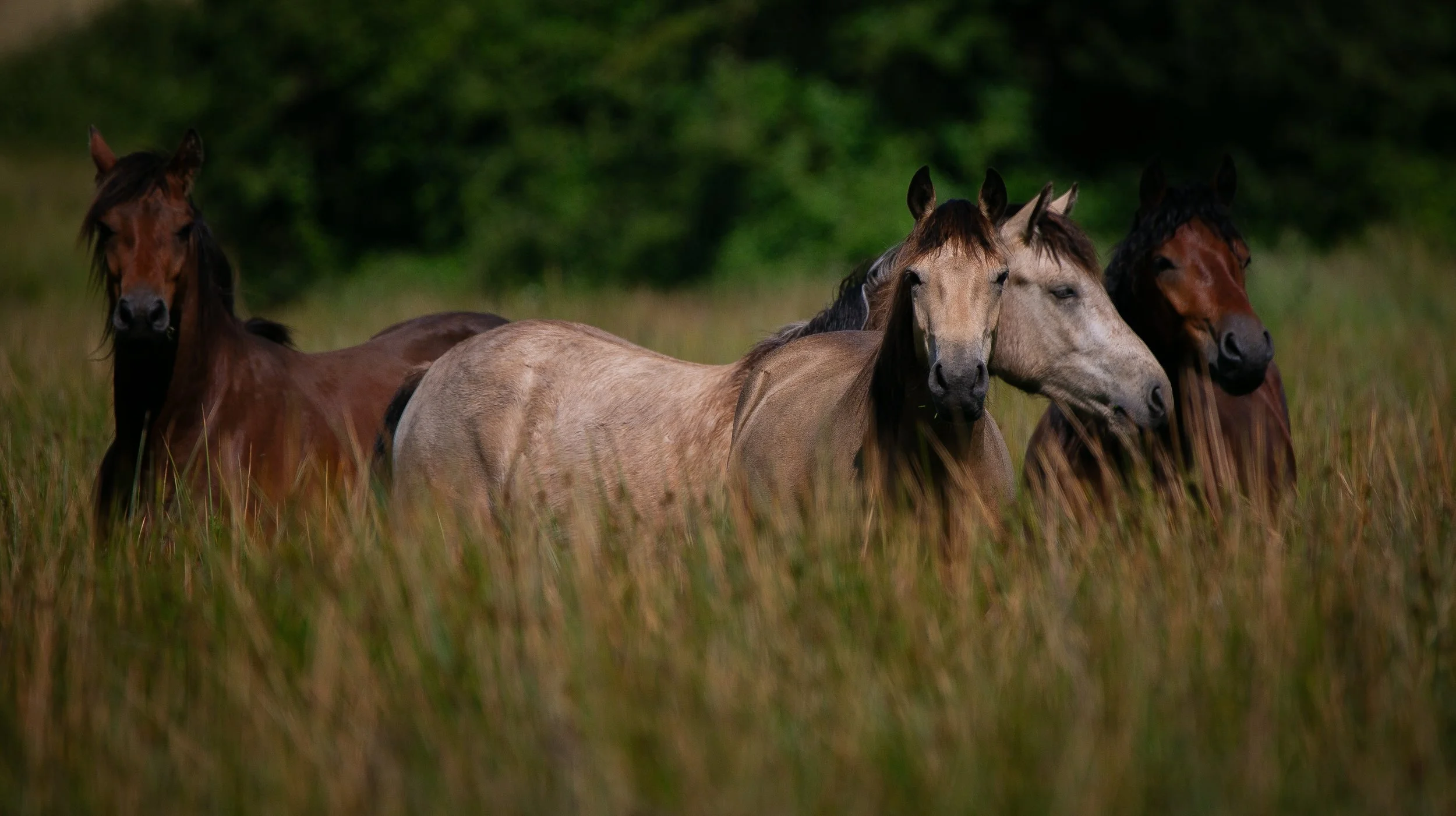 Horses