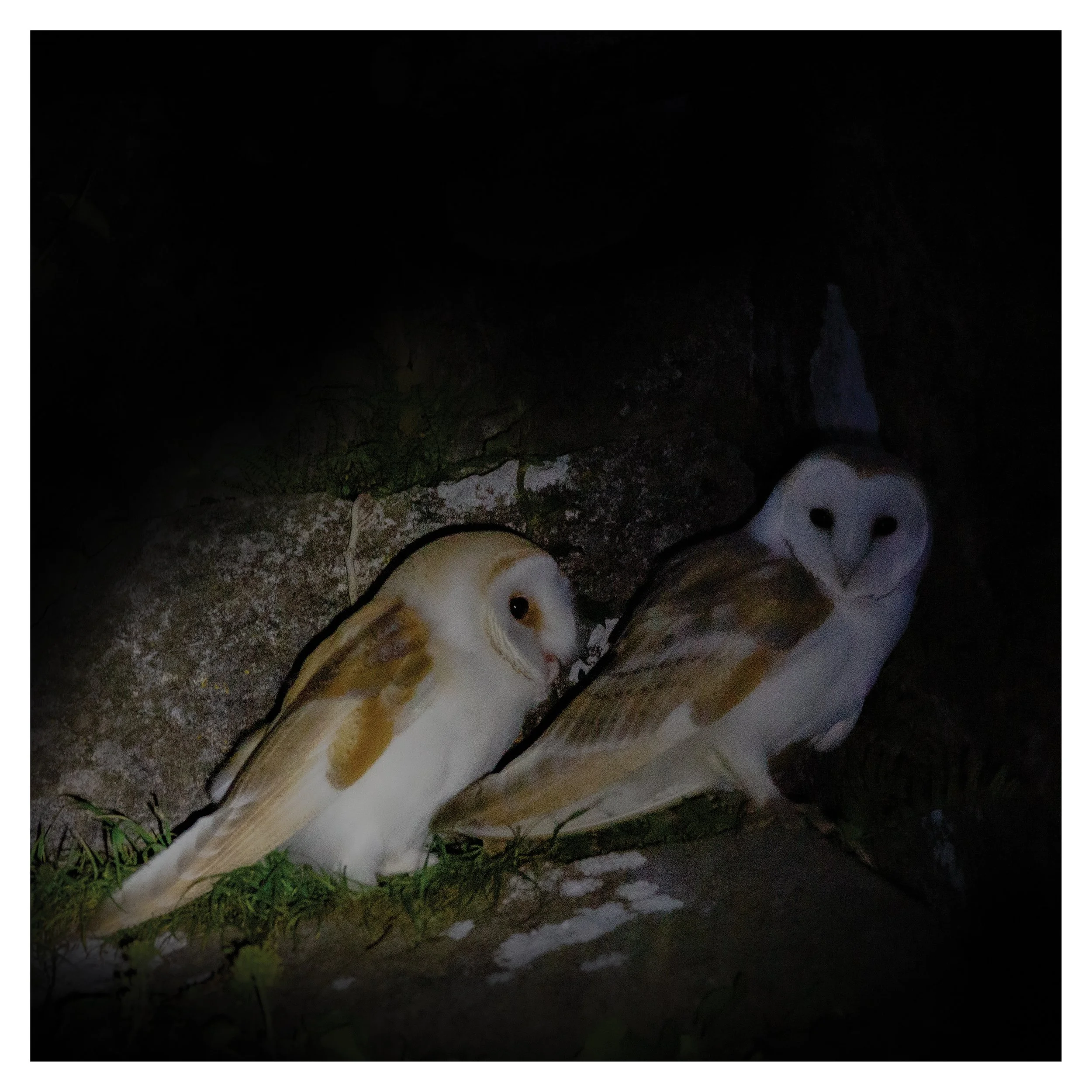 Pair of Barn Owls