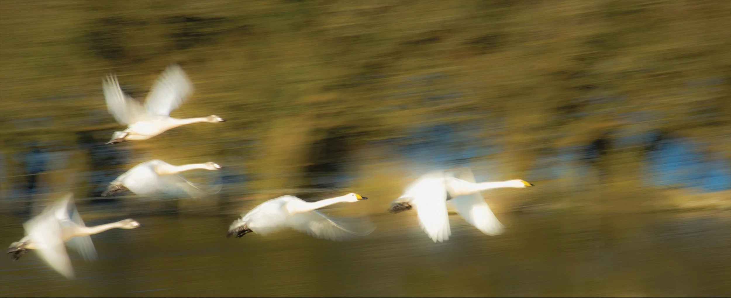 Whooper Swans.jpg