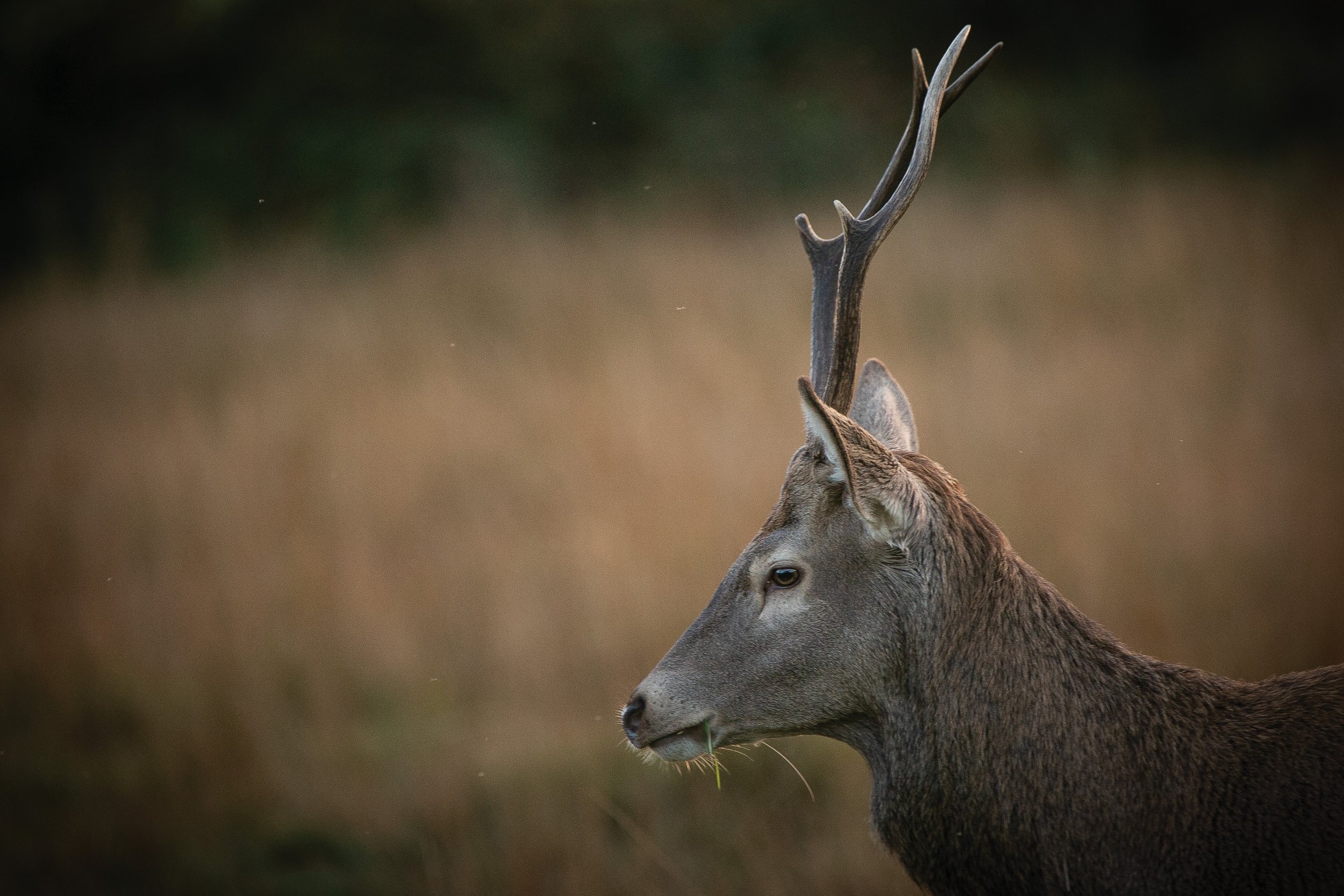 Stag Buck.jpg