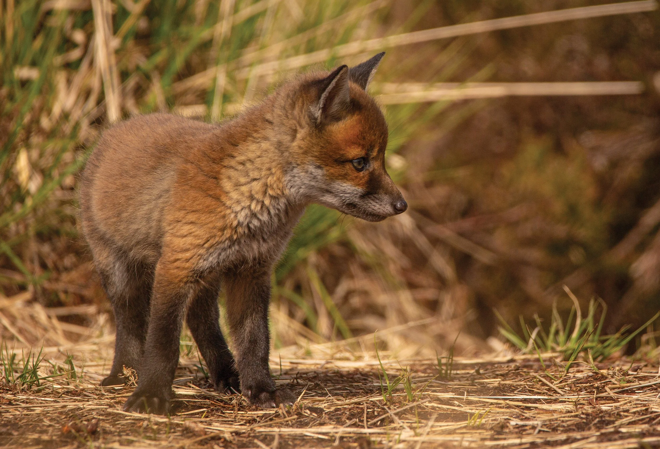 Fox Cub Resize.jpg