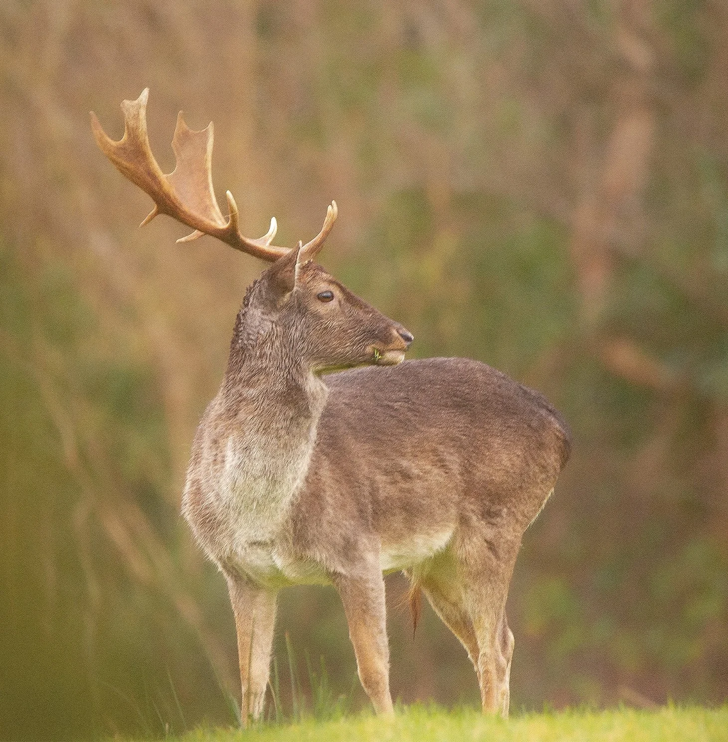 Fallow Stag 2.jpg