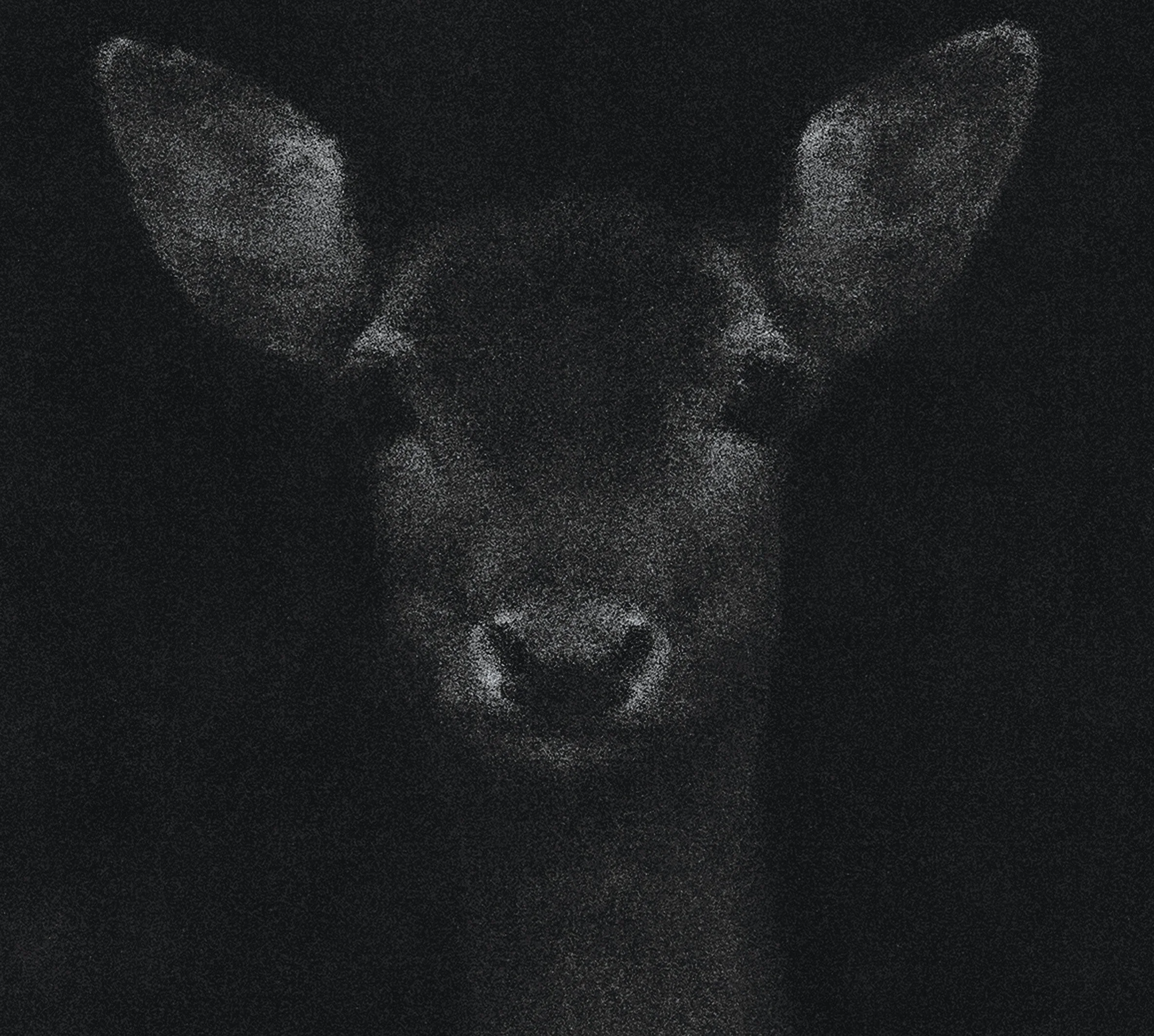 Fallow Deer BW RS.jpg