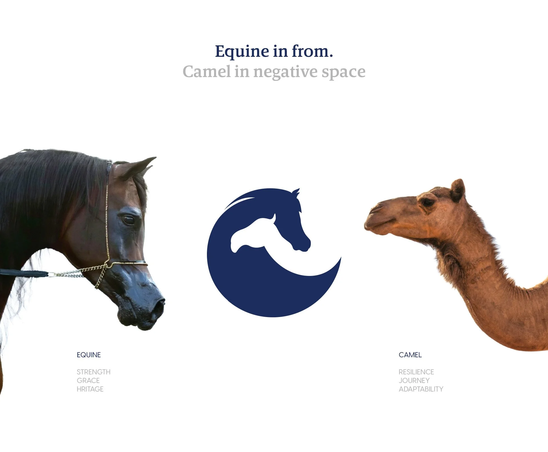 Abu Dhabi Equines &amp; Camels Hospital