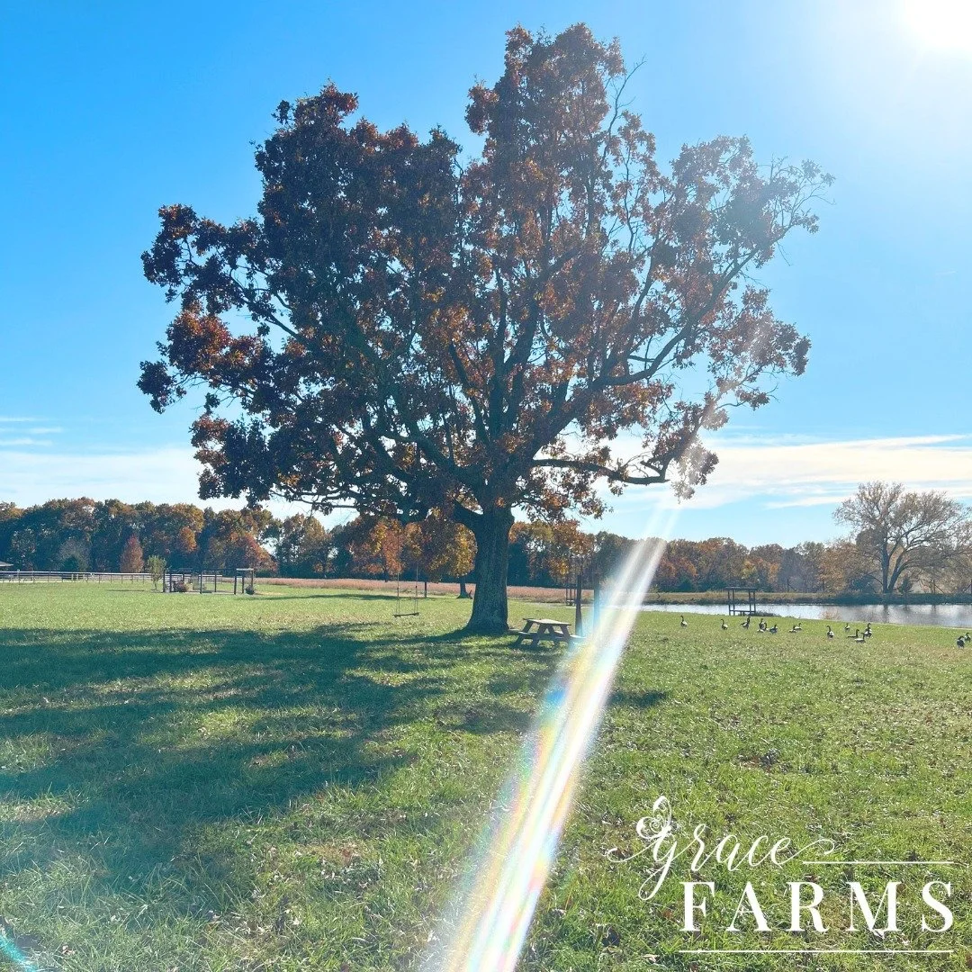 Beside the pond, Grace finds a moment all her own&mdash;a space to reflect, dream, and simply be. This quiet corner of the farm is a sanctuary she can call her own. As the seasons shift, the landscape mirrors her journey, and in these tranquil moment