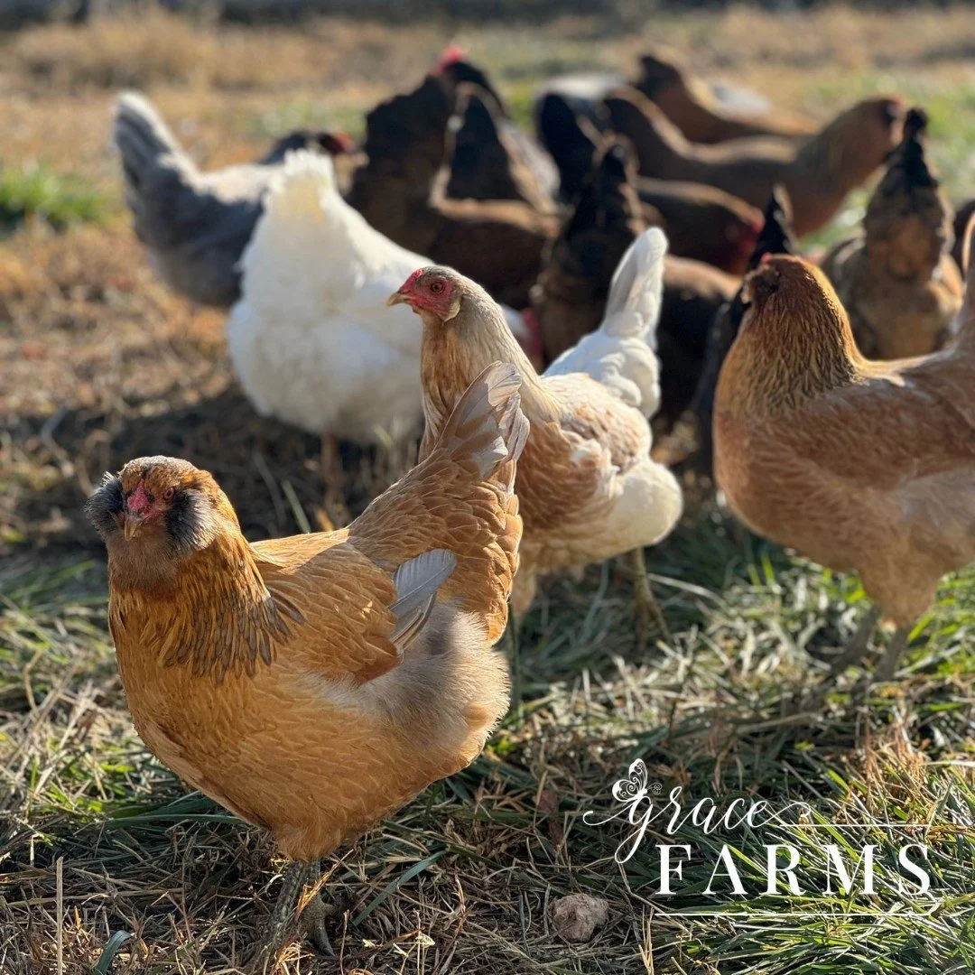 Cluck. Collect. Repeat. 🐔
It might seem small &mdash;
but these everyday moments are where real growth begins. 

#FarmDays #SavingGraceNWA #GraceFarms #CoopTroop