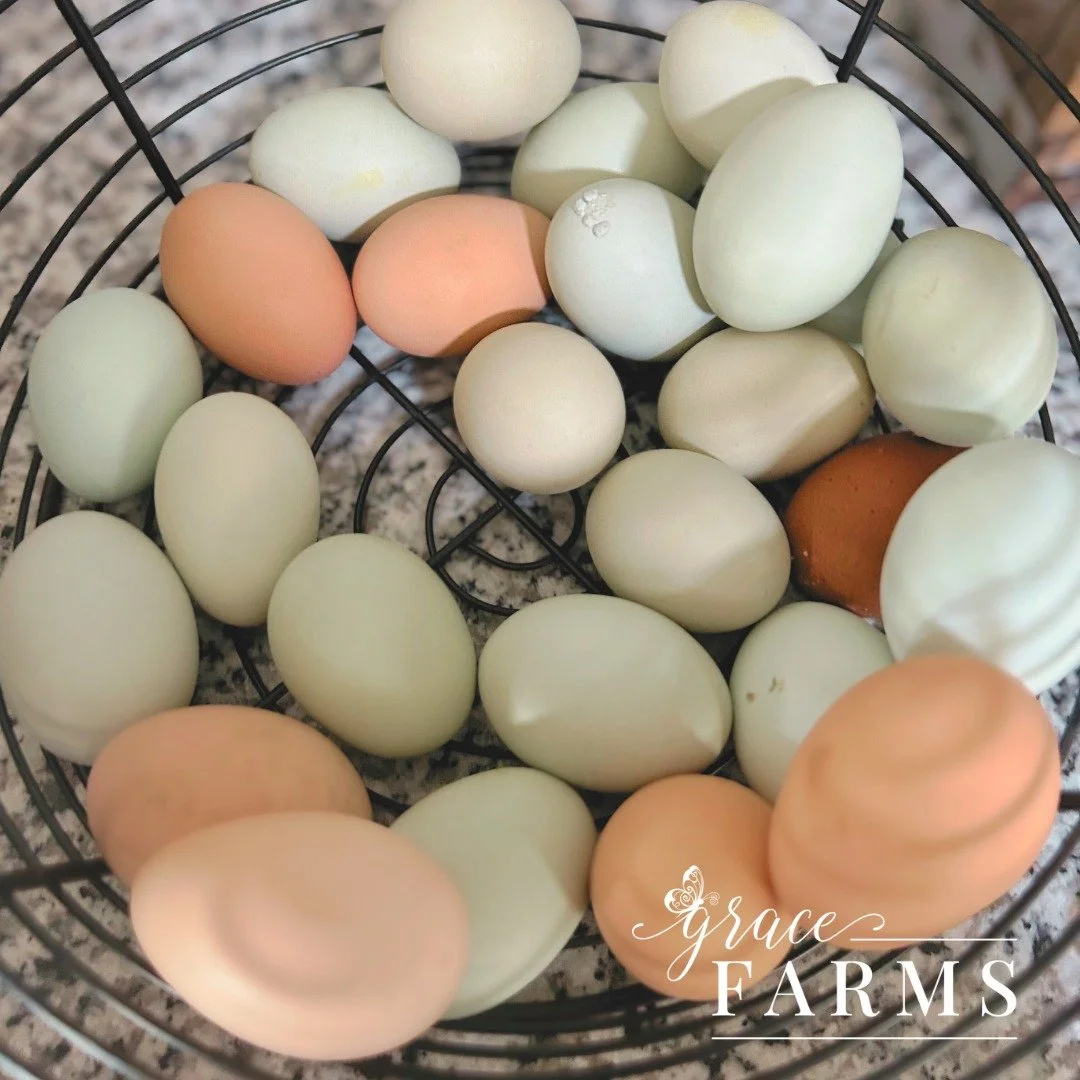Farm fresh, straight from the coop 🥚

The eggs help stock Grace&rsquo;s kitchen&mdash;but when the hens give us a few extras, we love sharing them with friends who visit for Talk &amp; Tours. 🤍

#FarmDays #SavingGraceNWA #GraceFarms #FarmFreshEggs