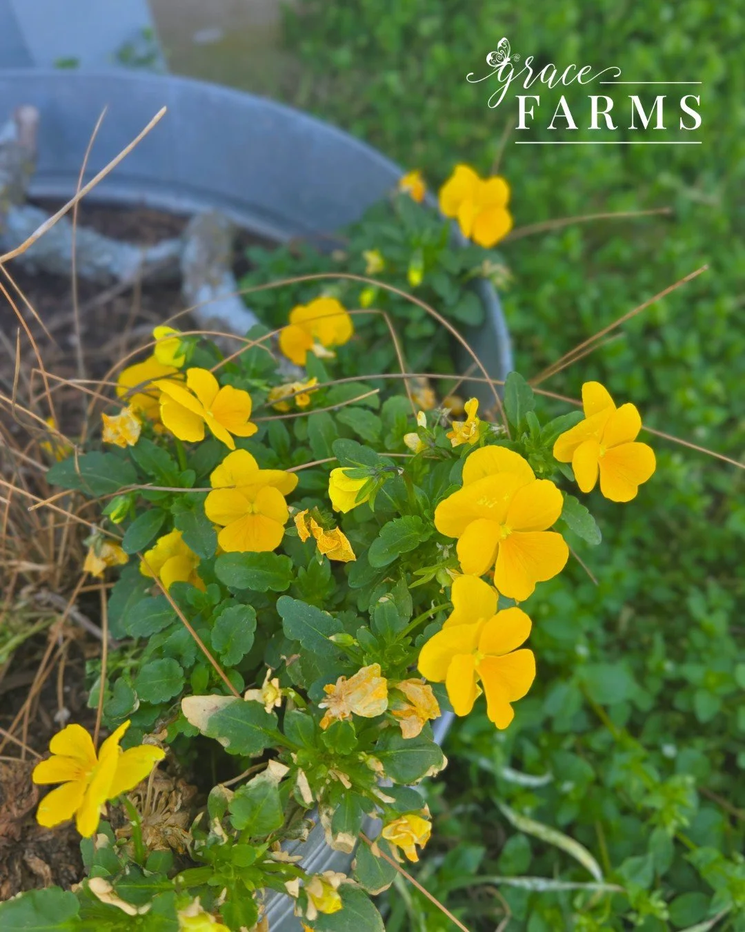 Grace&rsquo;s POV: 🌅🦋🌸

Through her lens, the farm comes into focus in quiet, meaningful ways. Here, she is taking up all the space she needs. Space to breathe, to rest, to grow, and to begin again.

These are the moments she&rsquo;s noticing, hol