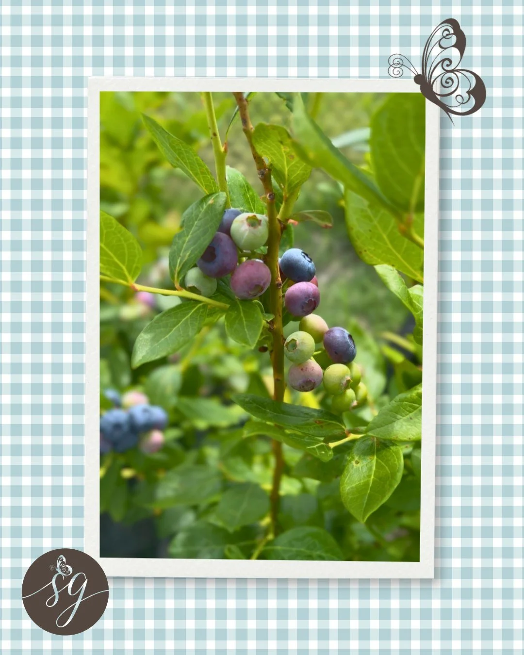 Summer is almost here at Grace Farms! 💙☀️🫐

The blueberries in Grace&rsquo;s community garden are finally ready, and it feels like the sweetest way to welcome a new season.

The garden is more than a place to grow food. It&rsquo;s a place where Gra