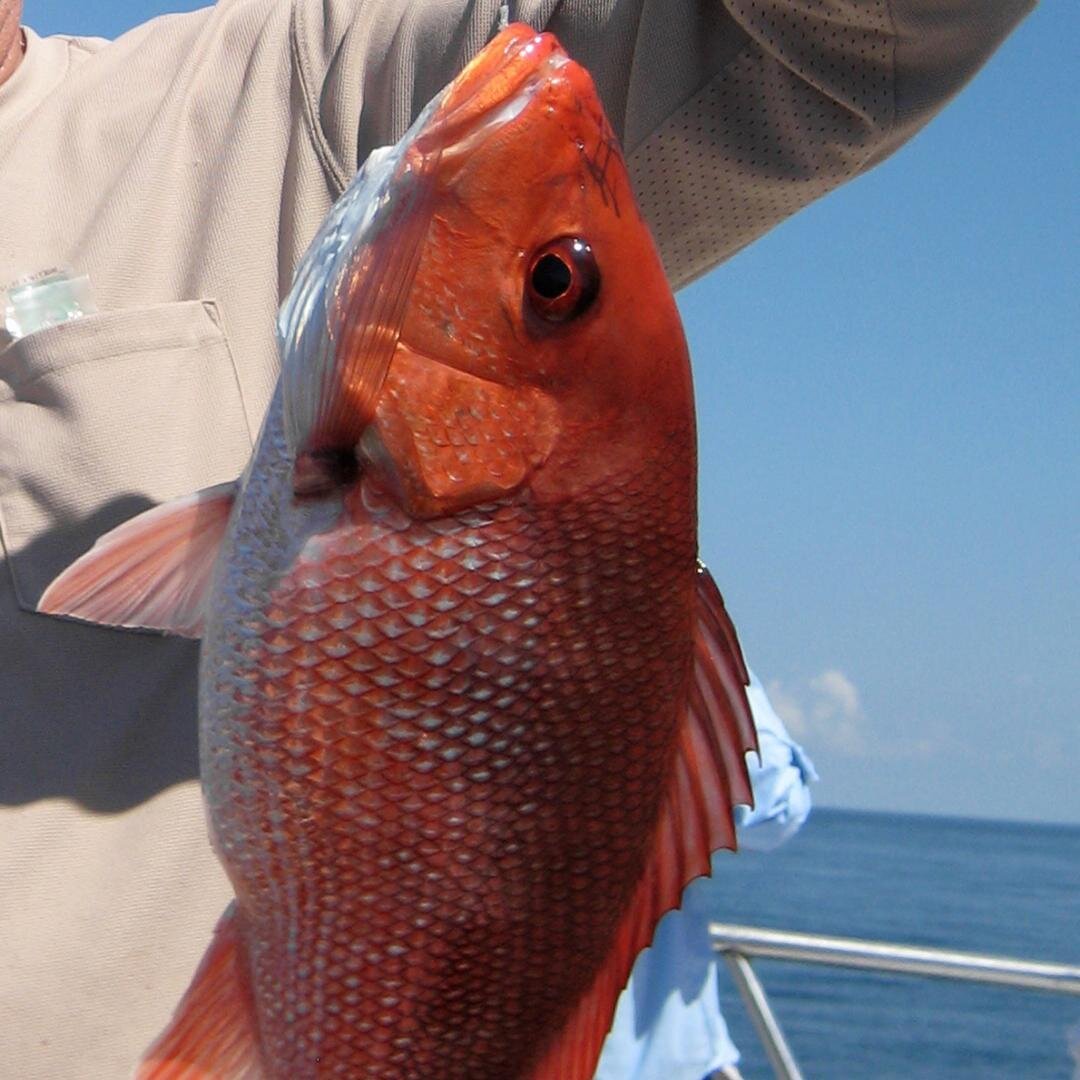 Only a few more weeks of Red Snapper Season! #WeAreSeeingRed #RedSnapper #FishRack