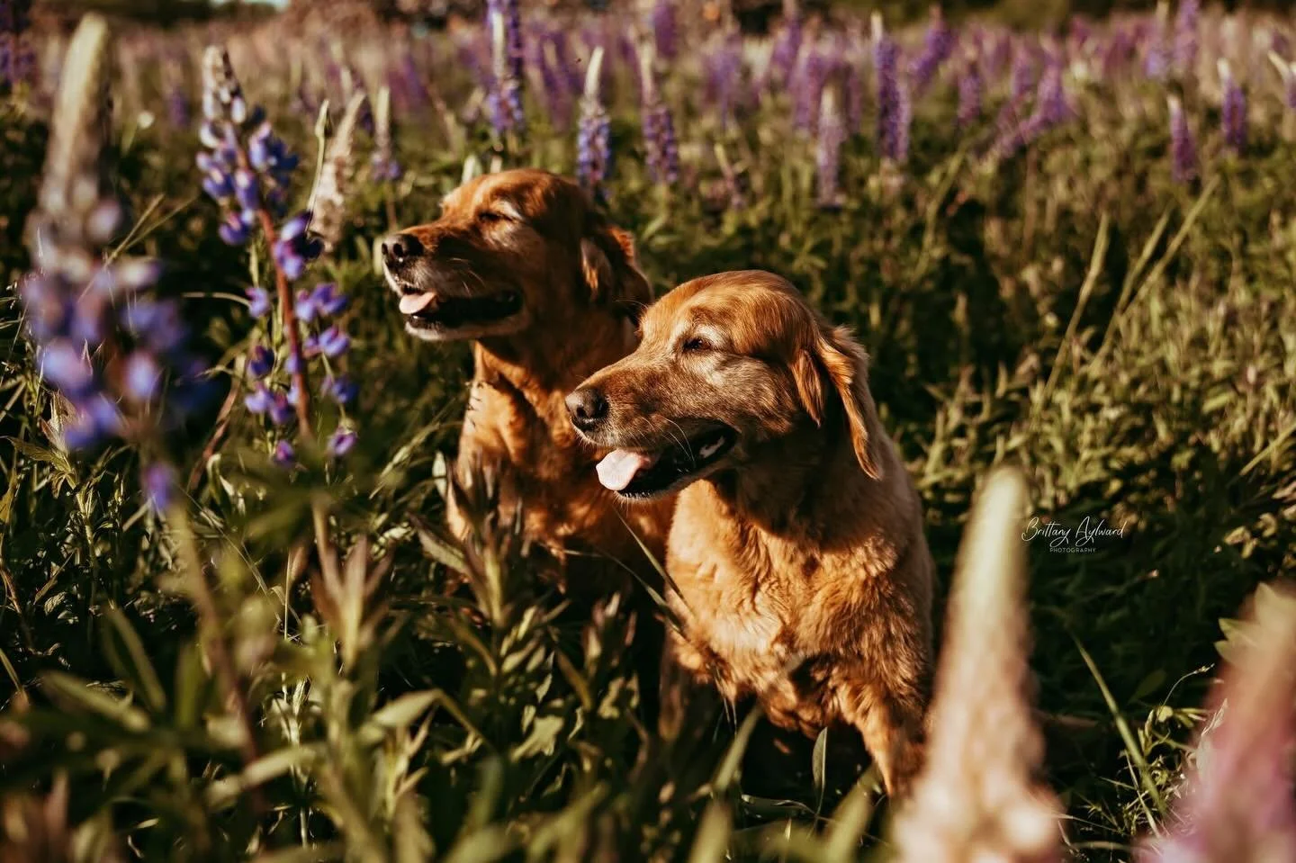 The snow is almost gone, soon the trees will start to bud, the new flowers will peak through the ground (if they haven&rsquo;t already) and Spring will be here- Technically it&rsquo;s in a few days! I already heard the cheeseburger birds singing 🎶 I