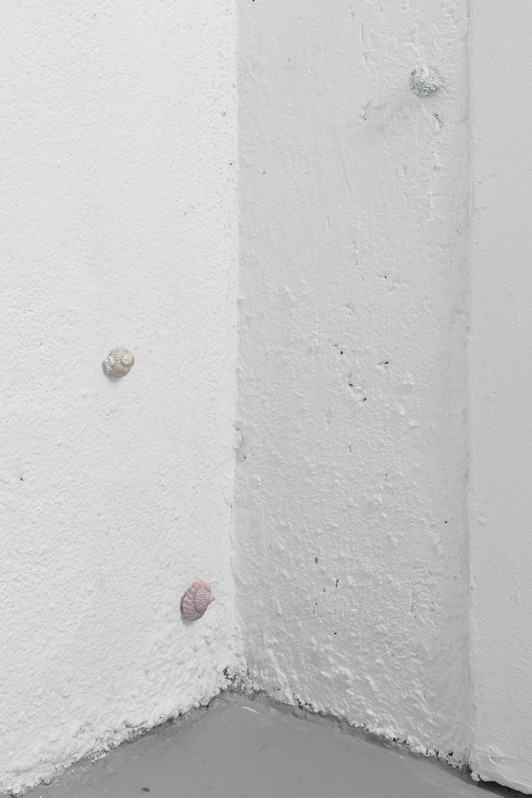 Aralia Maxwell, Gastropoda. Acrylic paint on wood, variable dimensions, 2026.