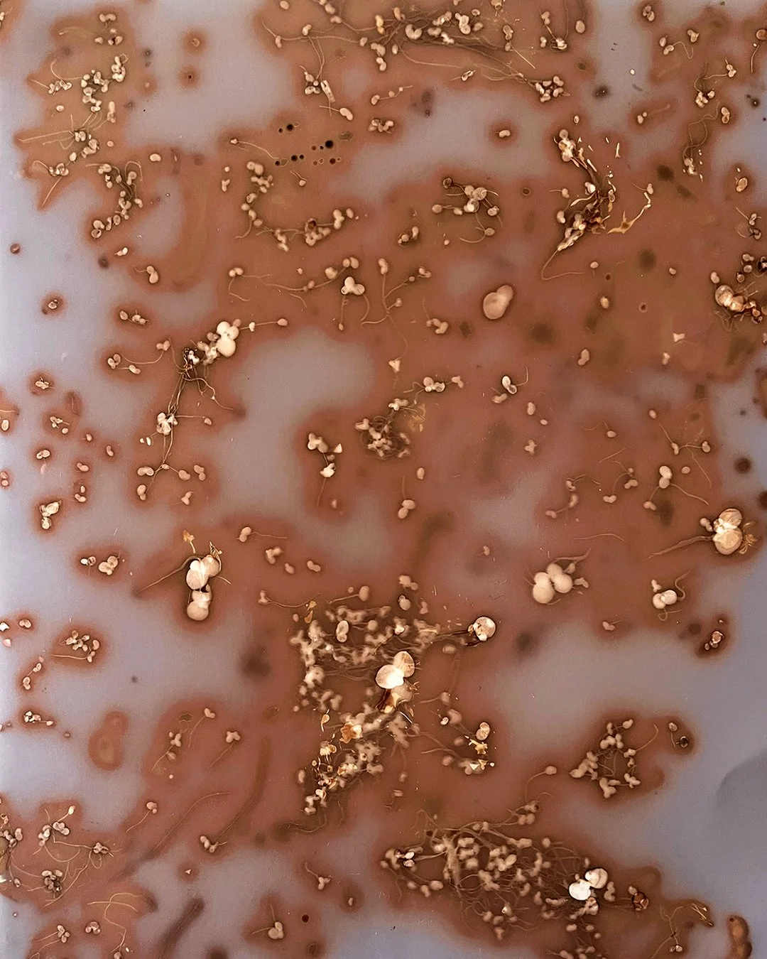 SARA HEYWOOD - PADA 53