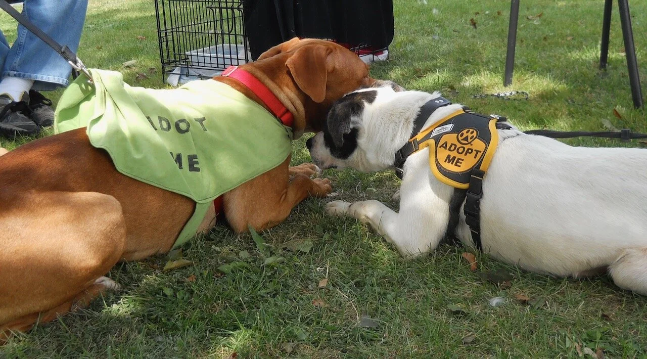 Volunteers For Animals