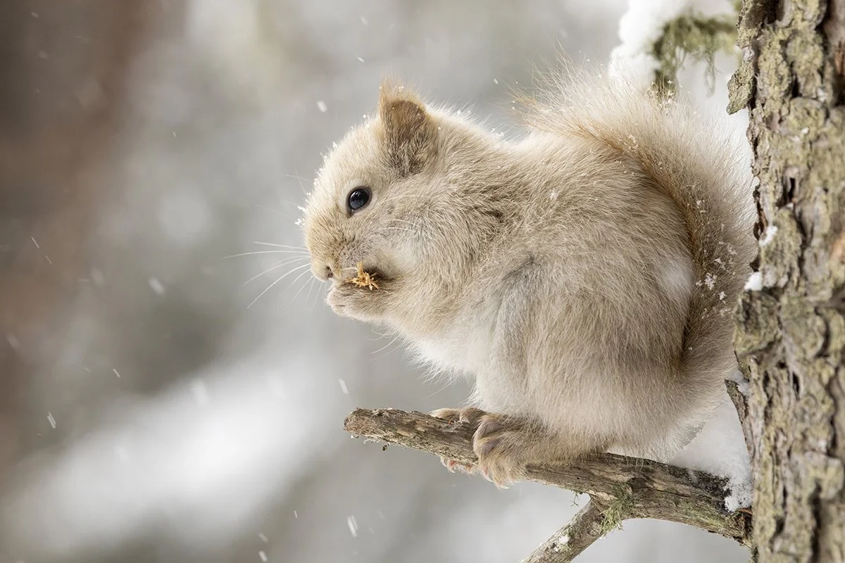 Leucistic Squirrel