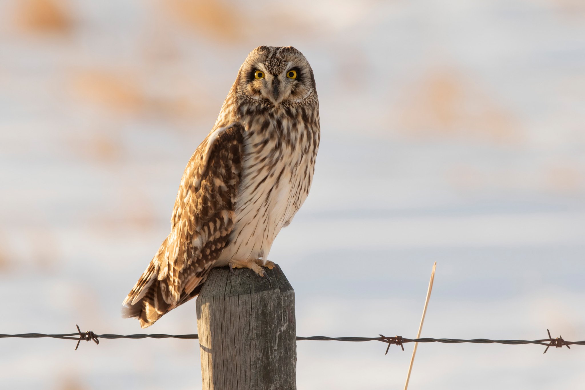 Short eared Owl
