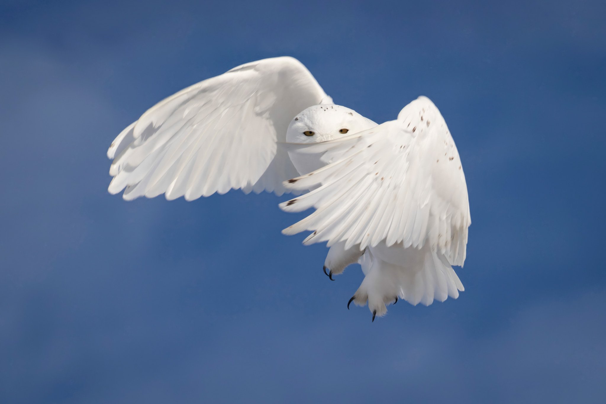 Snowy Owl - Flight 3