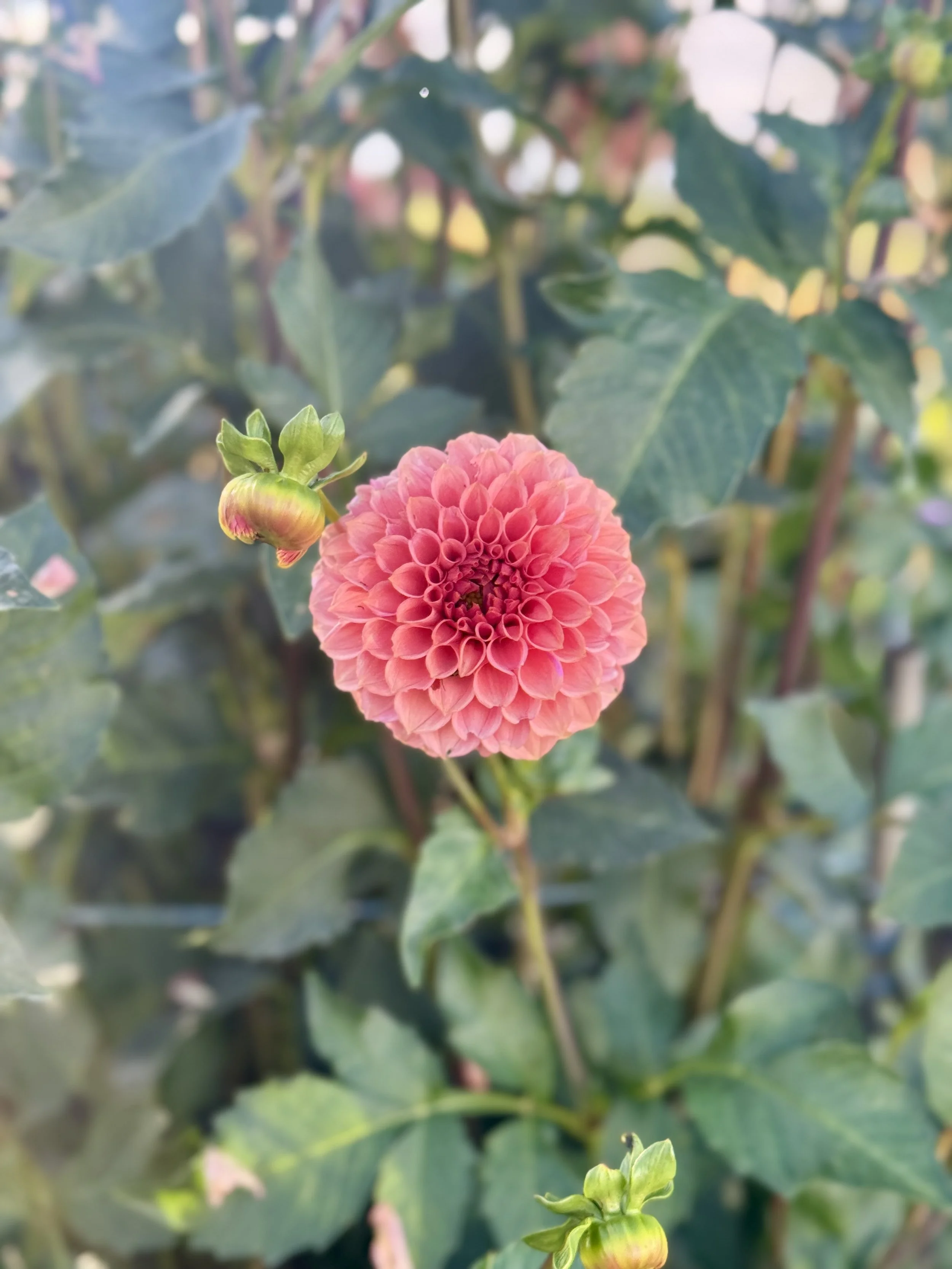 KA’s® Keltie Rose