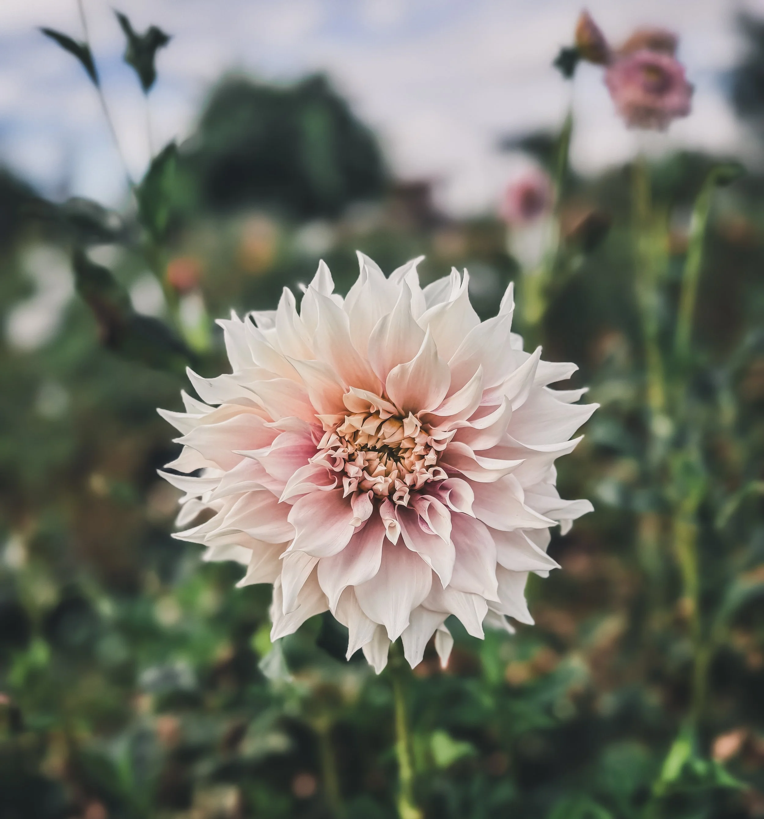 IMG_5422_jpg (2).JPG