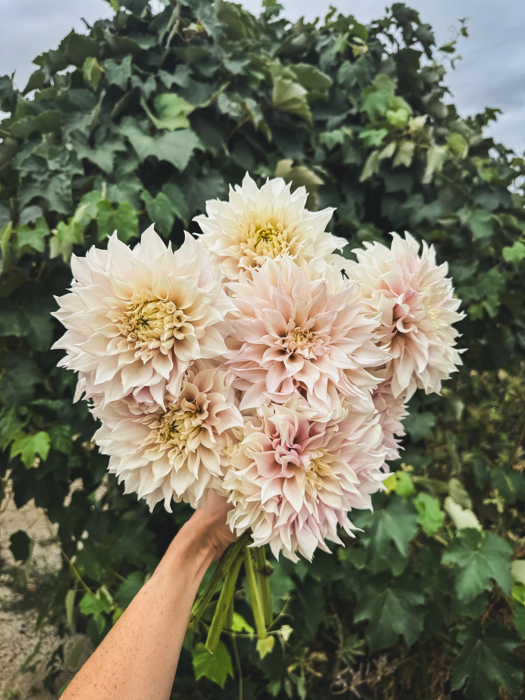 KA’s® Lavender Blush