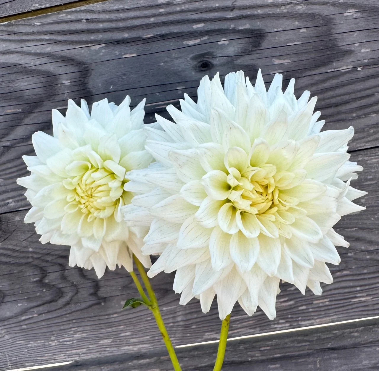 IMG_6674_jpg (1).JPG