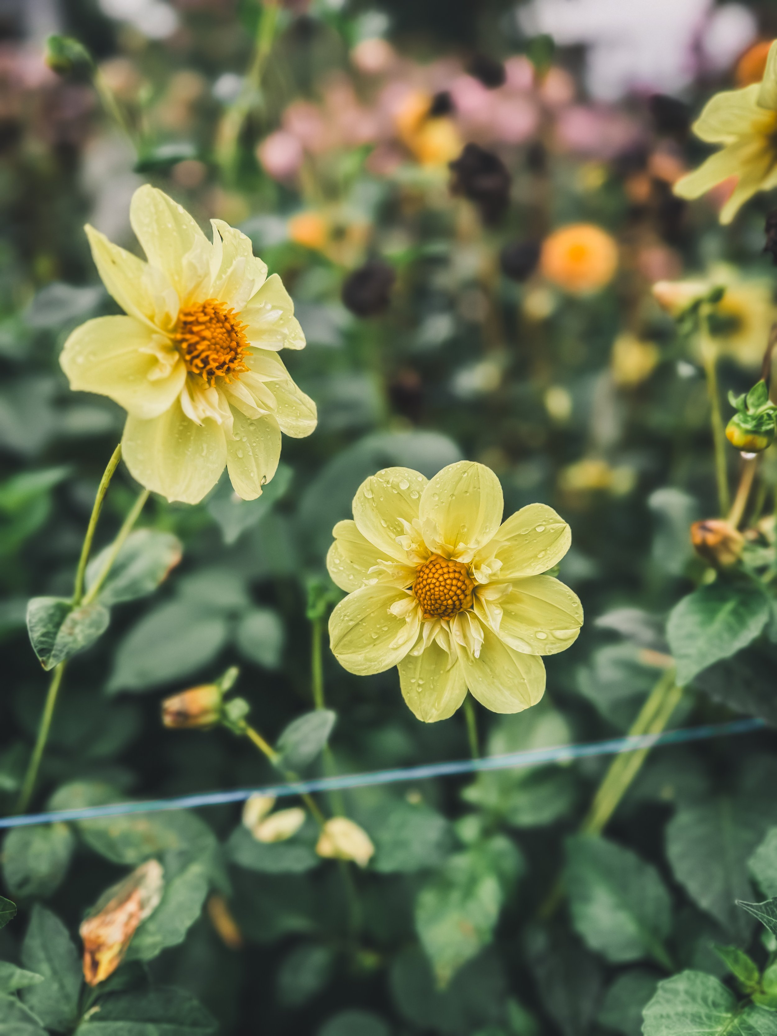 Ferncliff Lemon Kiss