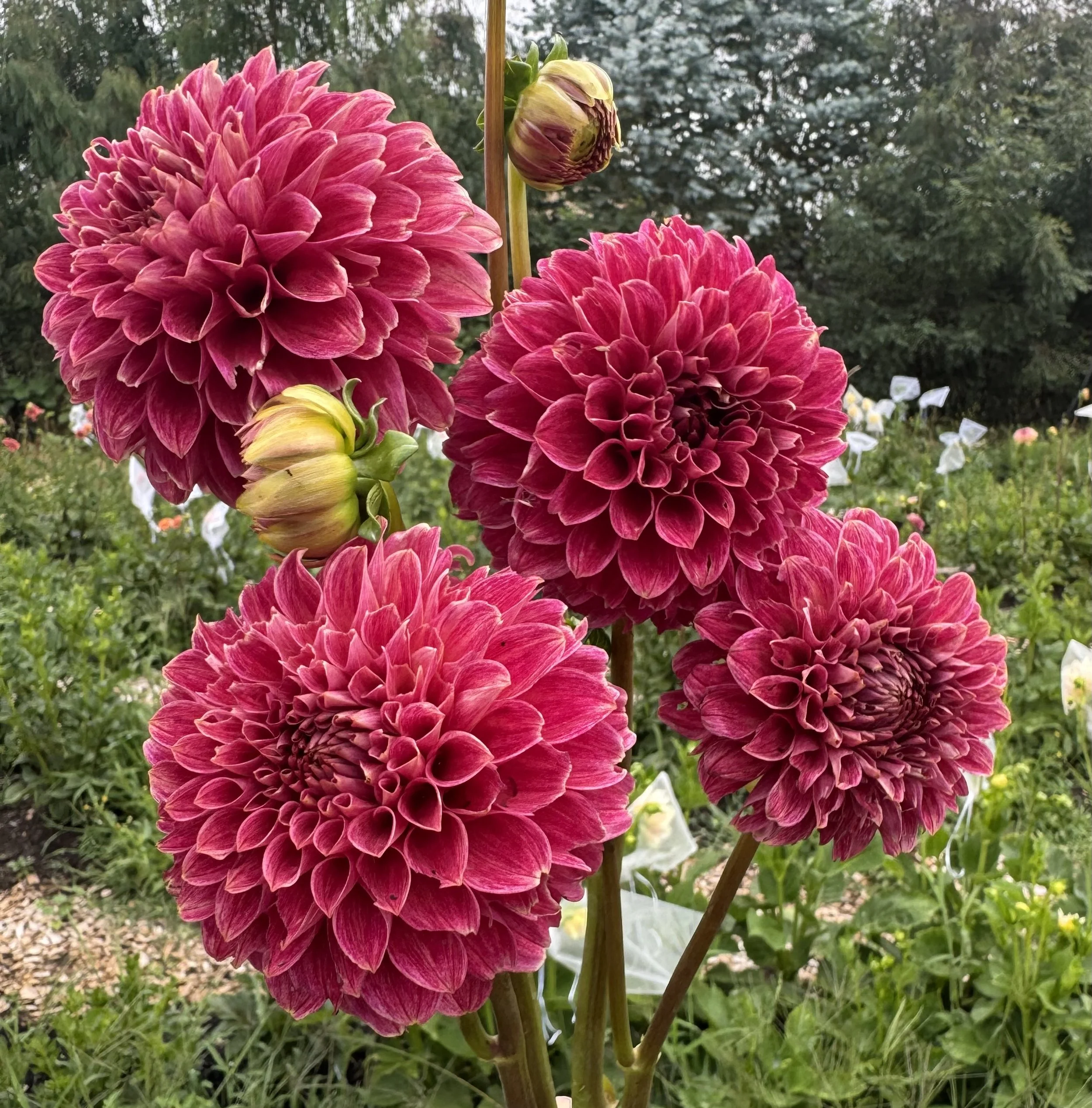 KA’s® Rosie Jo  (Limit of 1)