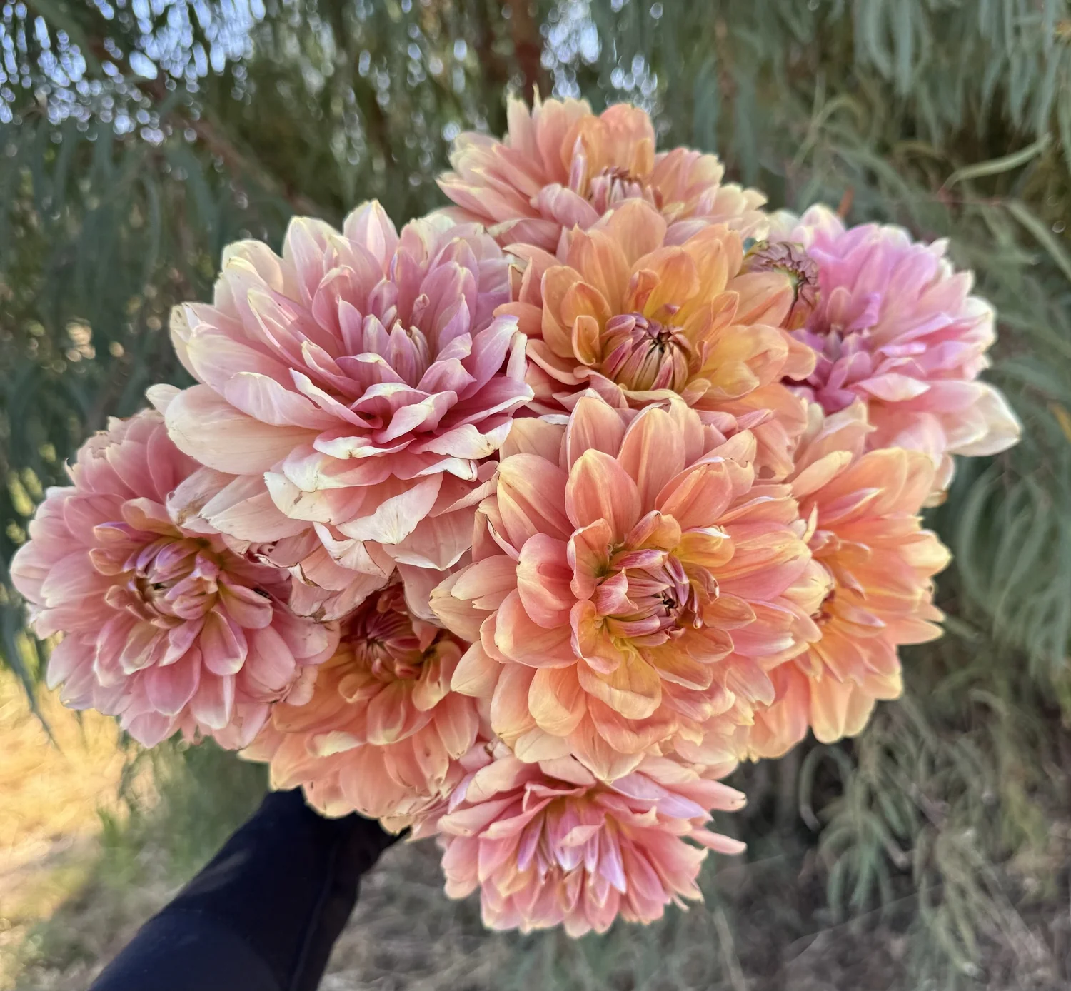 Clearview Peachy, Premium Dahlia Tubers, seeds & seasonal cut 