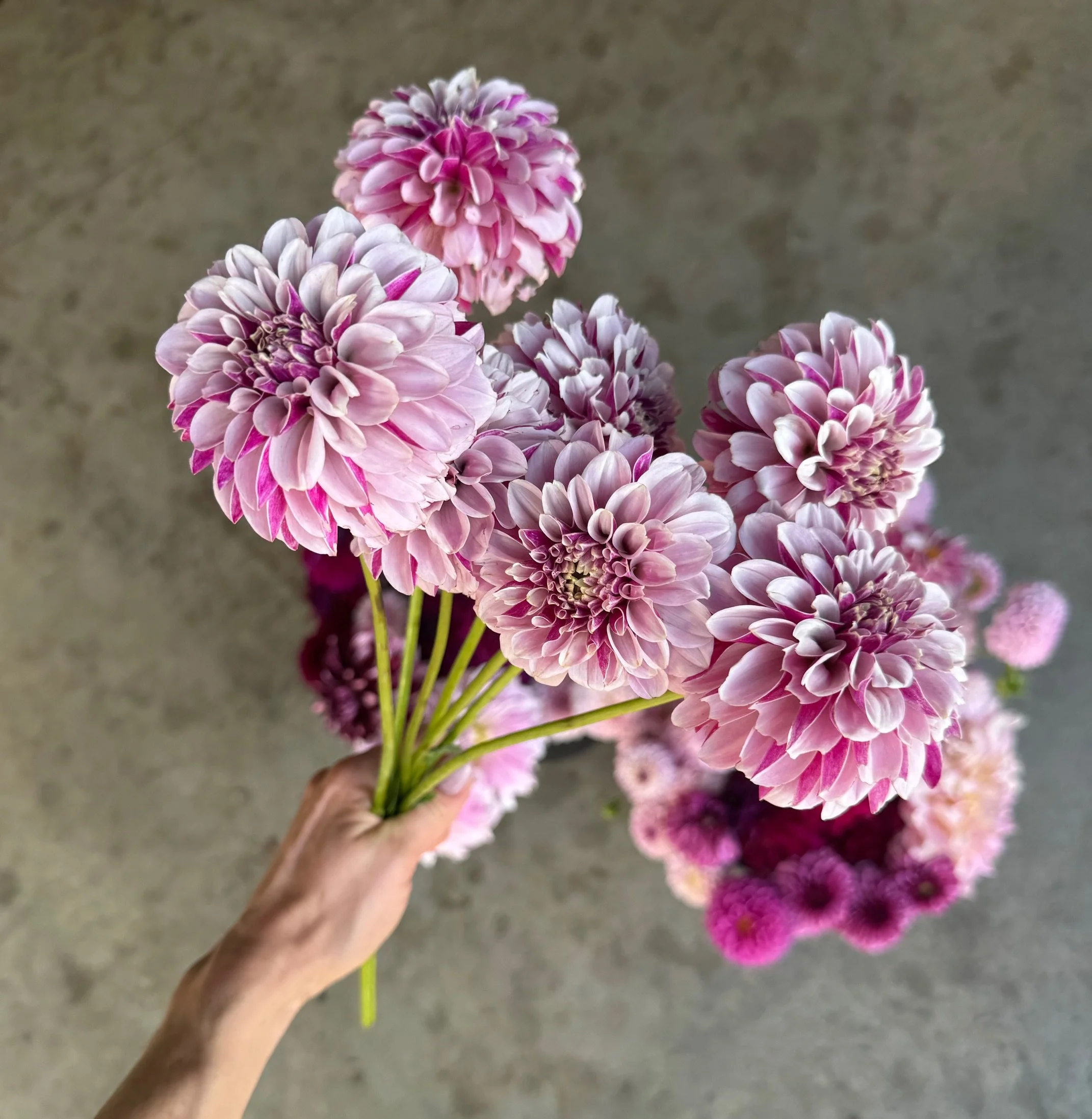 Salish Twilight Girl