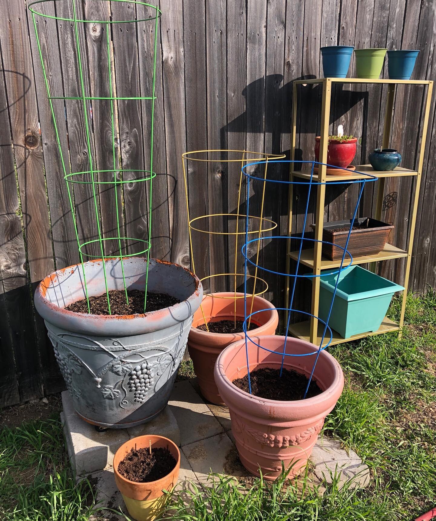 I think spring is finally settling into place here in Austin! Miayah and I have taken up container gardening and have planted a myriad of vegetables. We have English peas, micro greens, and all sorts of mint, among other things. Join us on our blog -