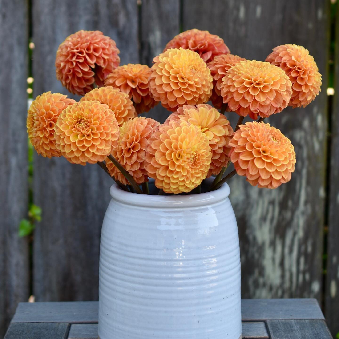 Beatrice 🧡

#dahlias #localflowers #dahlia #organicallygrown #flowerfarm #farmhousepottery