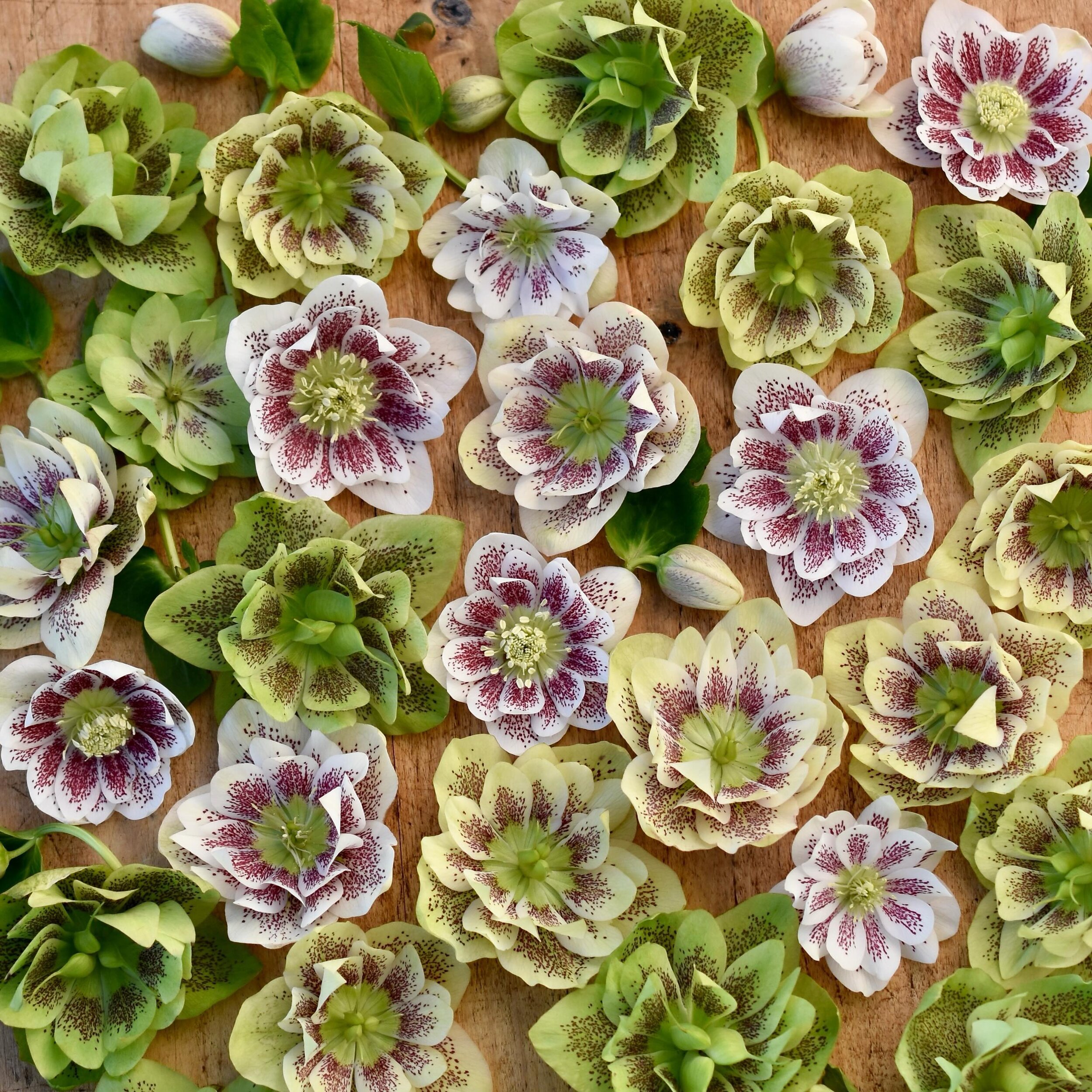 These hellebores have the cutest name, Confetti Cake. They are absolutely darling when they first open (bright white with burgundy speckles), but I also love how the blooms turn lime green as they mature. 🤍

#winterflowers #helleborus #cutflowers