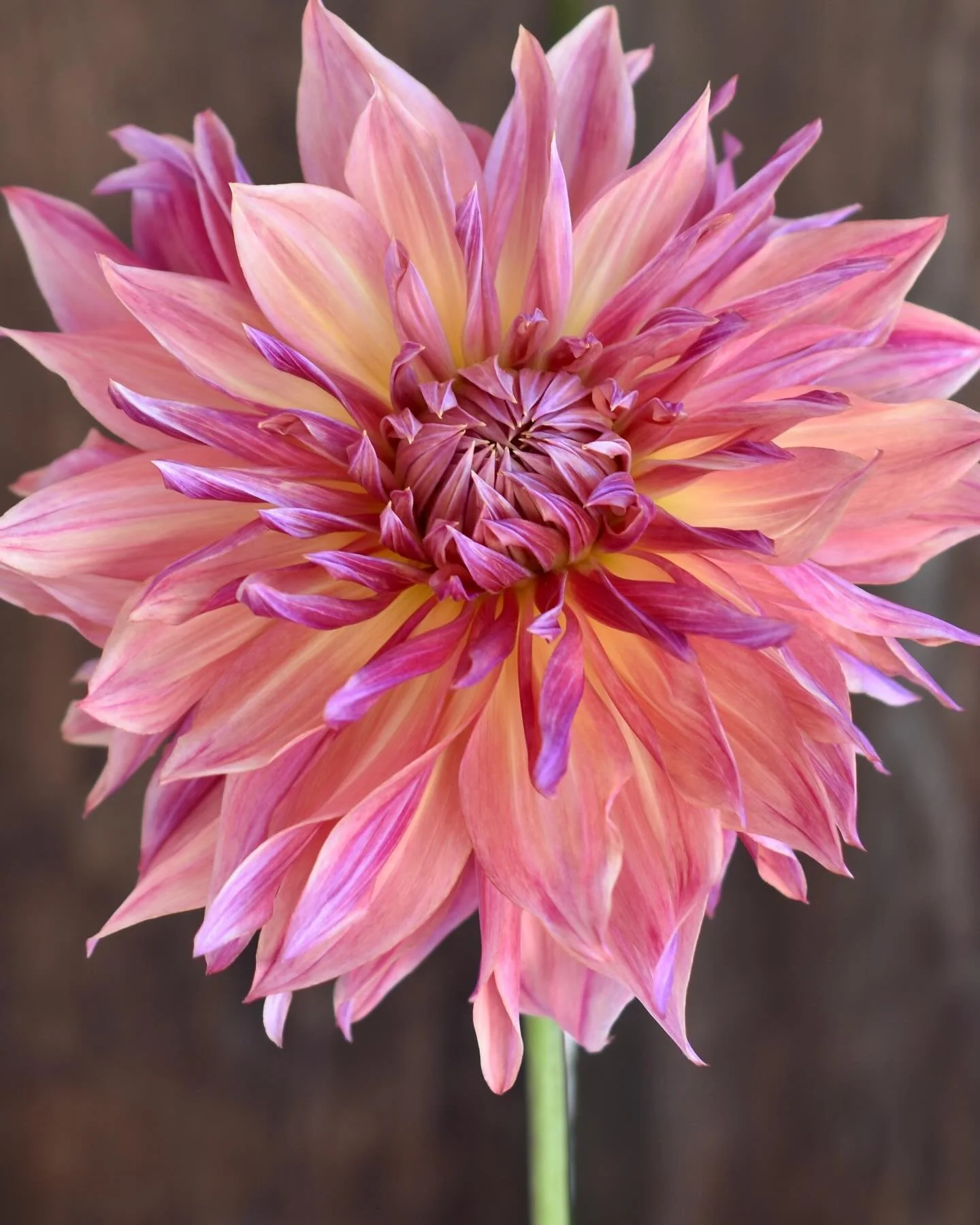 We&rsquo;re expecting a bit of rain today, so the flower stand will be closed &mdash; but we&rsquo;ll be open tomorrow instead!

This is Dahlia &lsquo;Penhill Dark Monarch&rsquo;. It&rsquo;s rosy and peachy with lots of violet &mdash; a stunning dinn